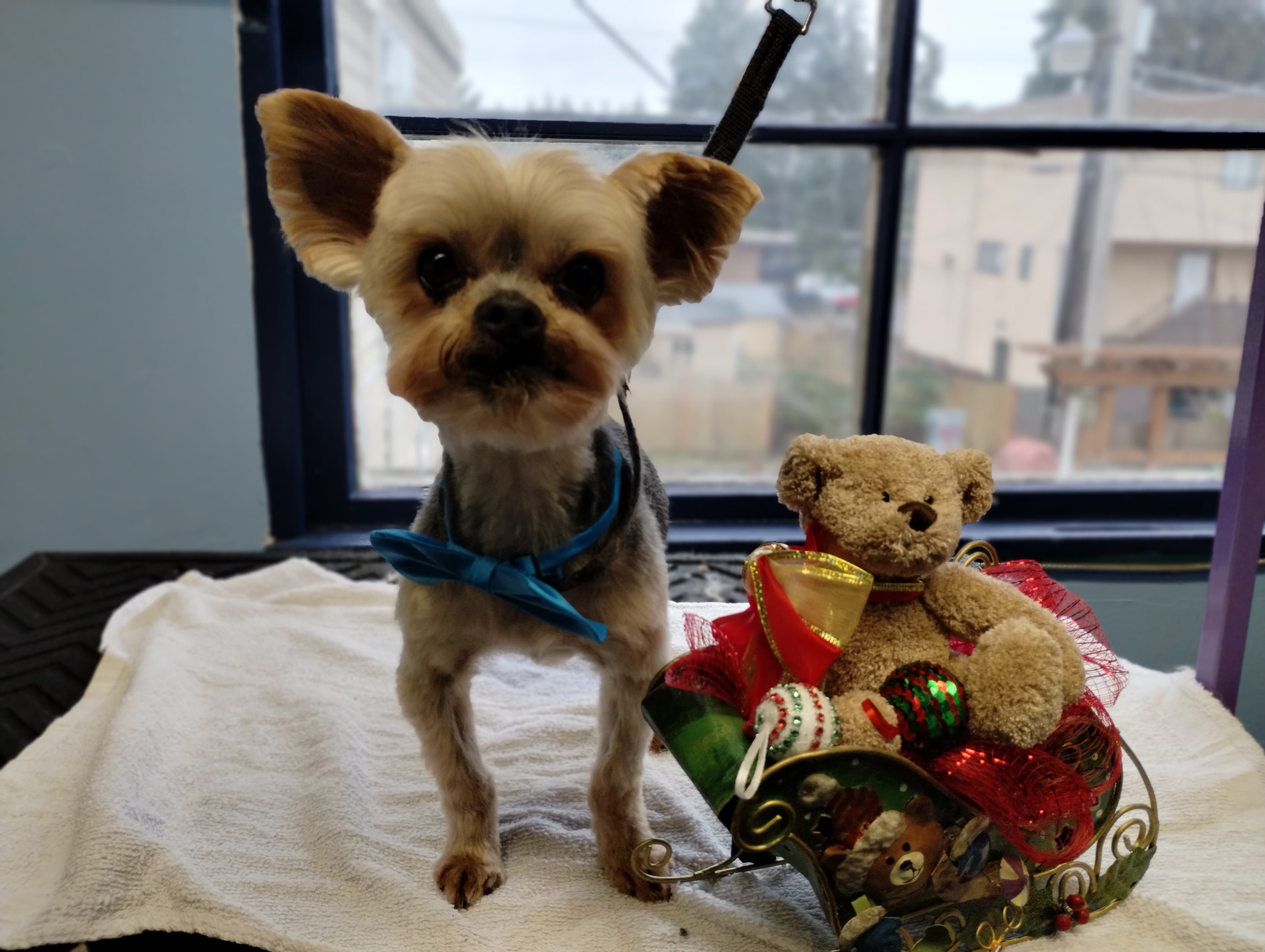 Angie's Perfect Pawz - Pet groomer in Burien, WA
