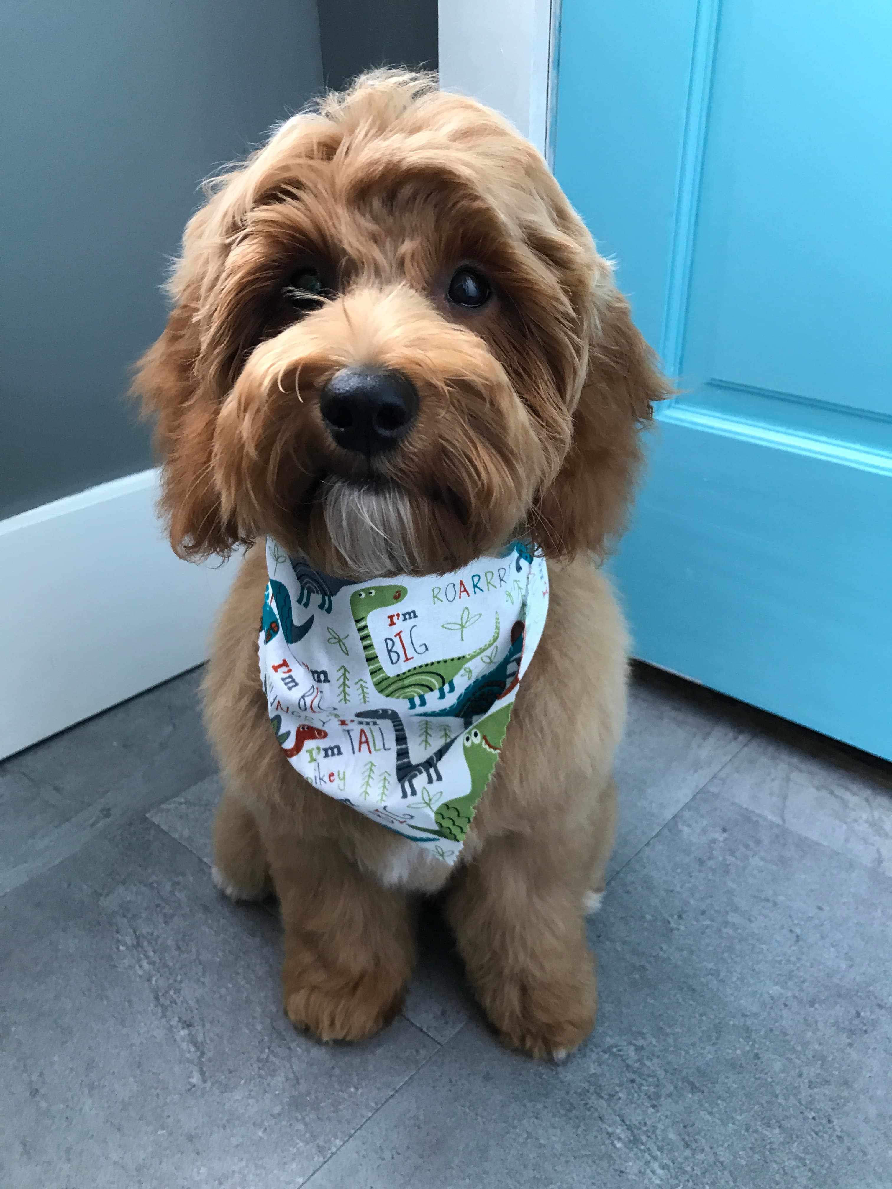 Doggie Day Spa Grooming and Self Serve Salon - Pet groomer in Grandview Heights, OH