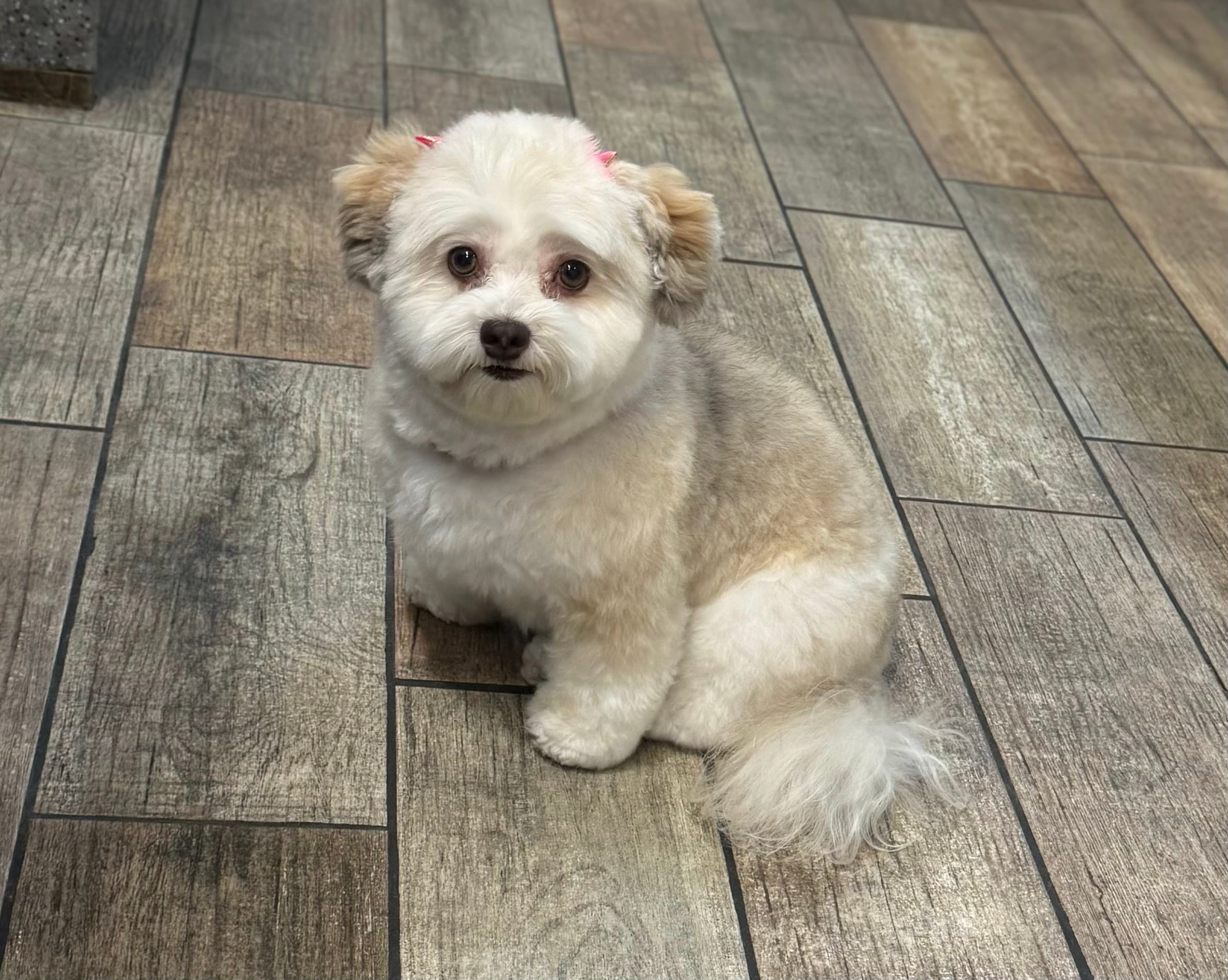 Wag Natural Pet Market & Grooming South Tampa - Pet groomer in Tampa, FL