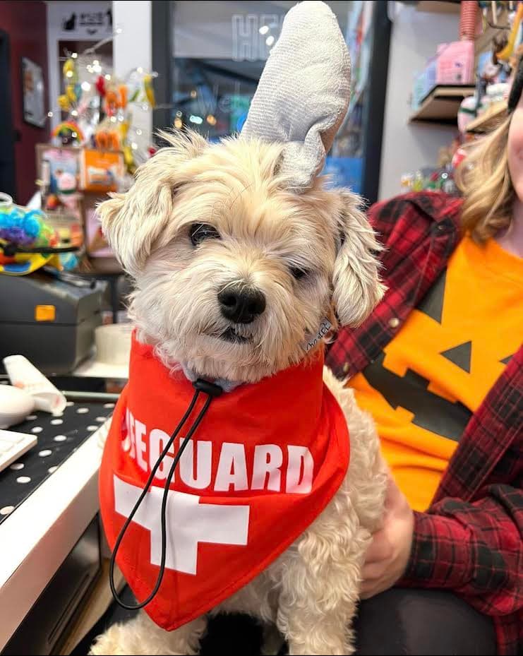Paws On Charles - Pet groomer in Boston, MA