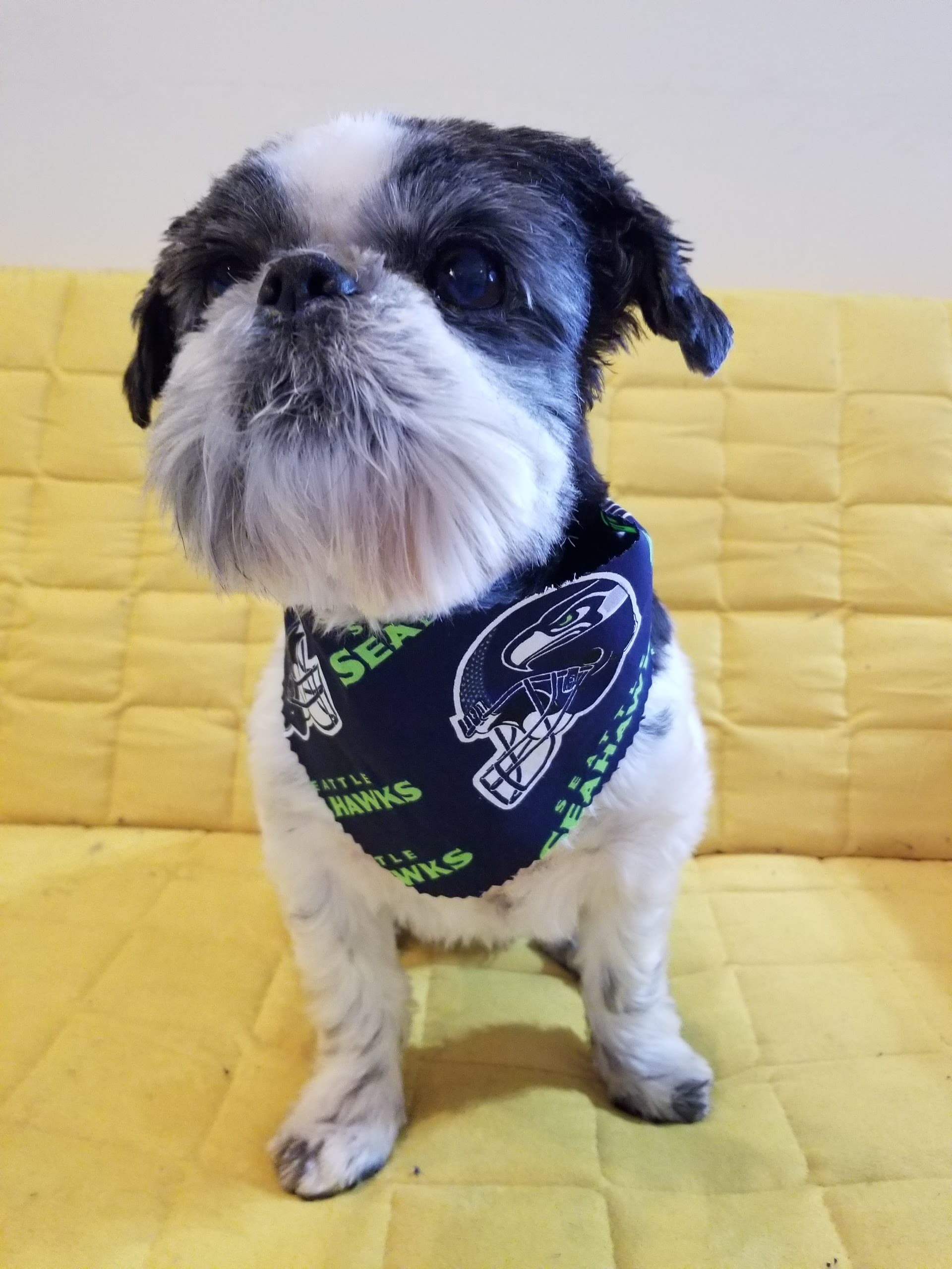City Paws Pet Salon - Pet groomer in Seattle, WA