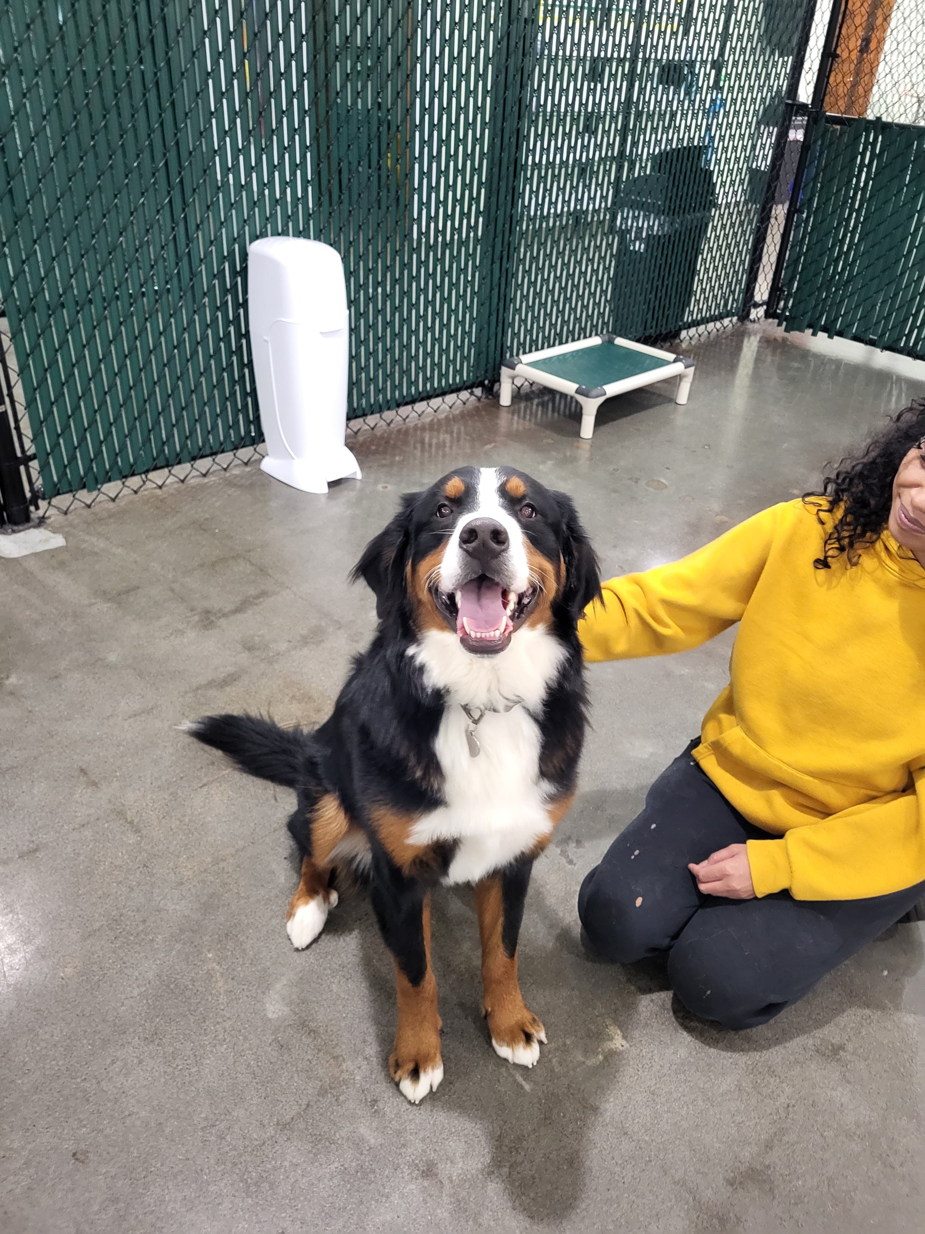 Seattle Canine Club - South Lake Union - Pet groomer in Seattle, WA