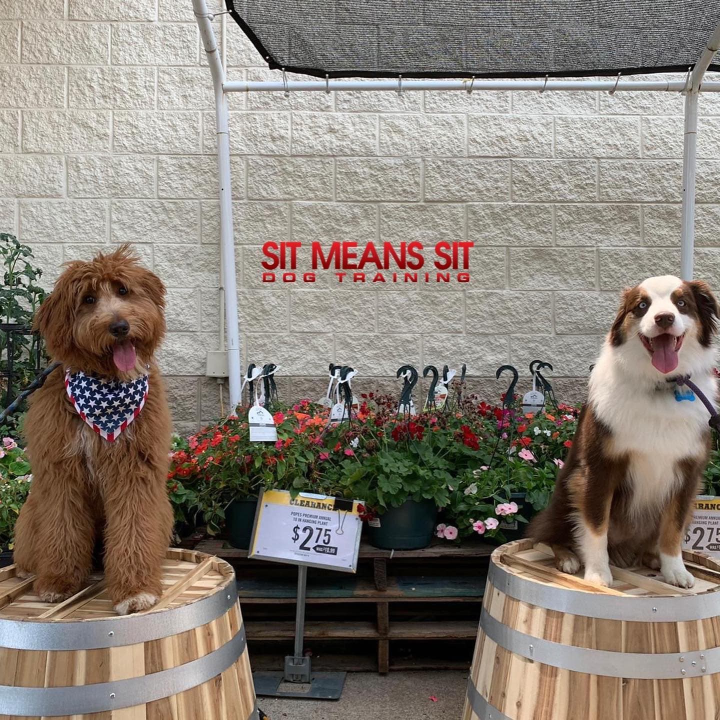 Sit Means Sit Dog Training Murfreesboro - Pet groomer in Murfreesboro, TN