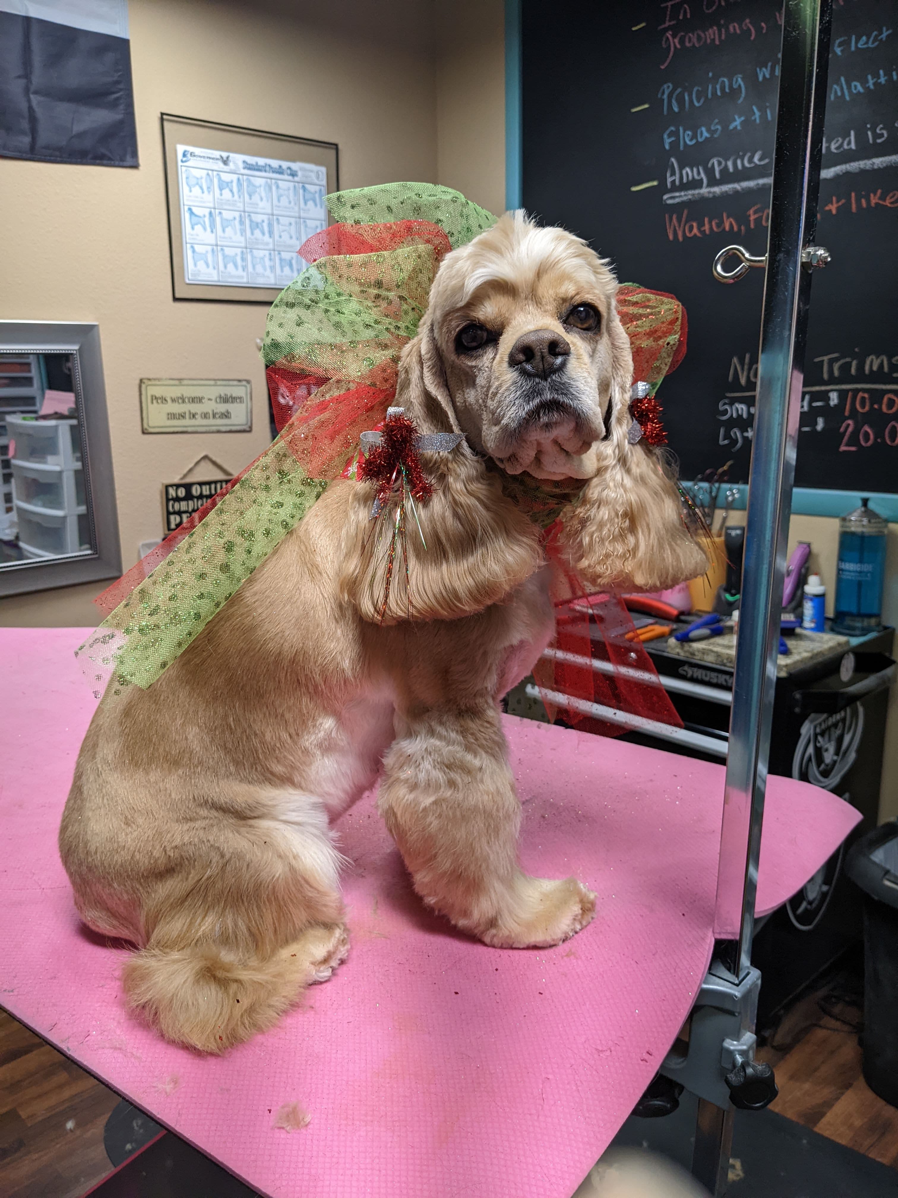 Dirty Paws Pet Grooming - Pet groomer in Aurora, MO