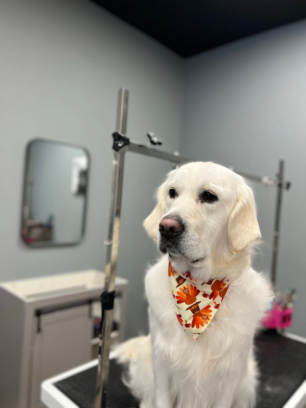 Barks N Bubbles Spa - Pet groomer in Woodinville, WA