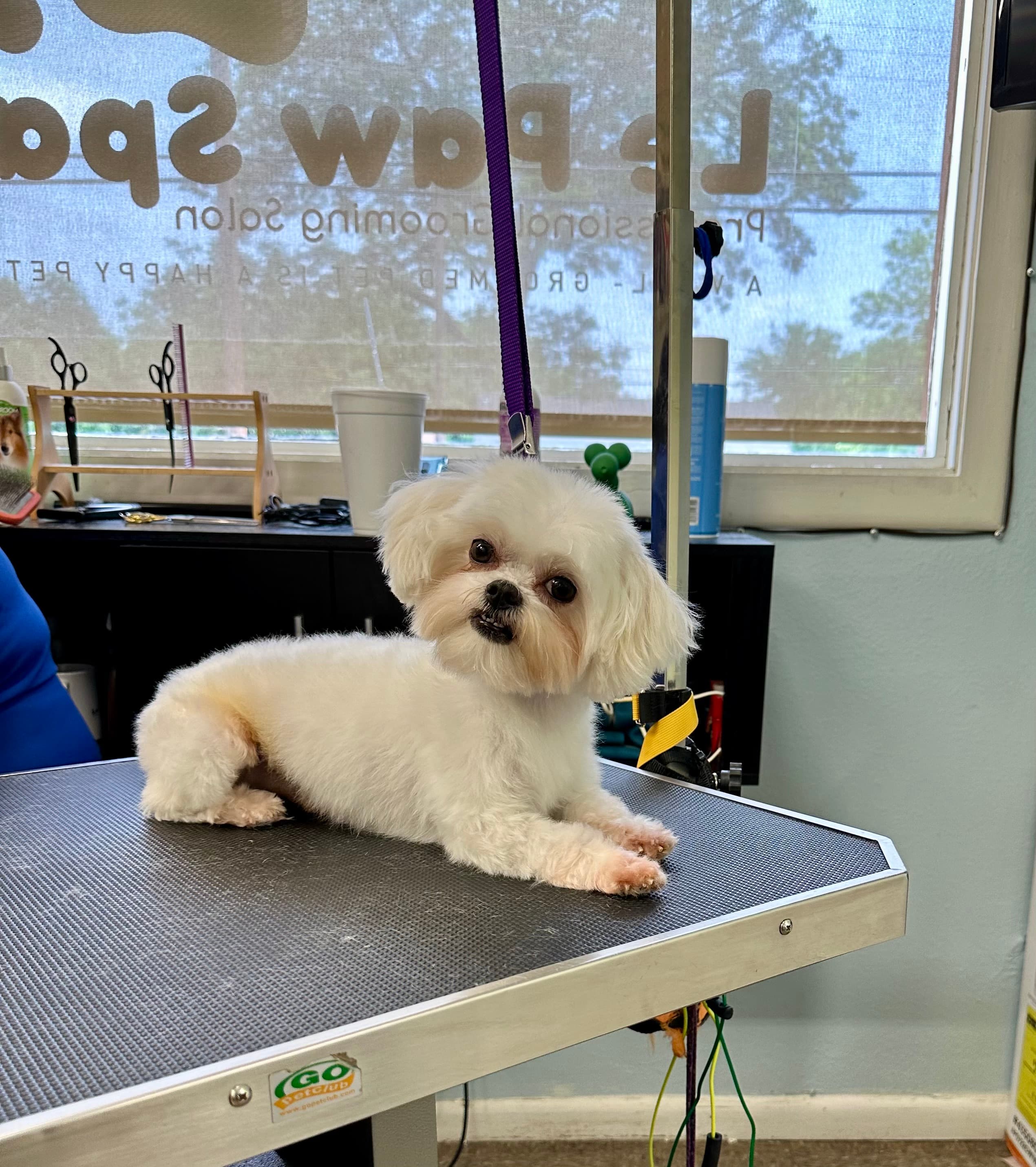 Le Paw Spa Professional Grooming Salon - Pet groomer in San Antonio, TX