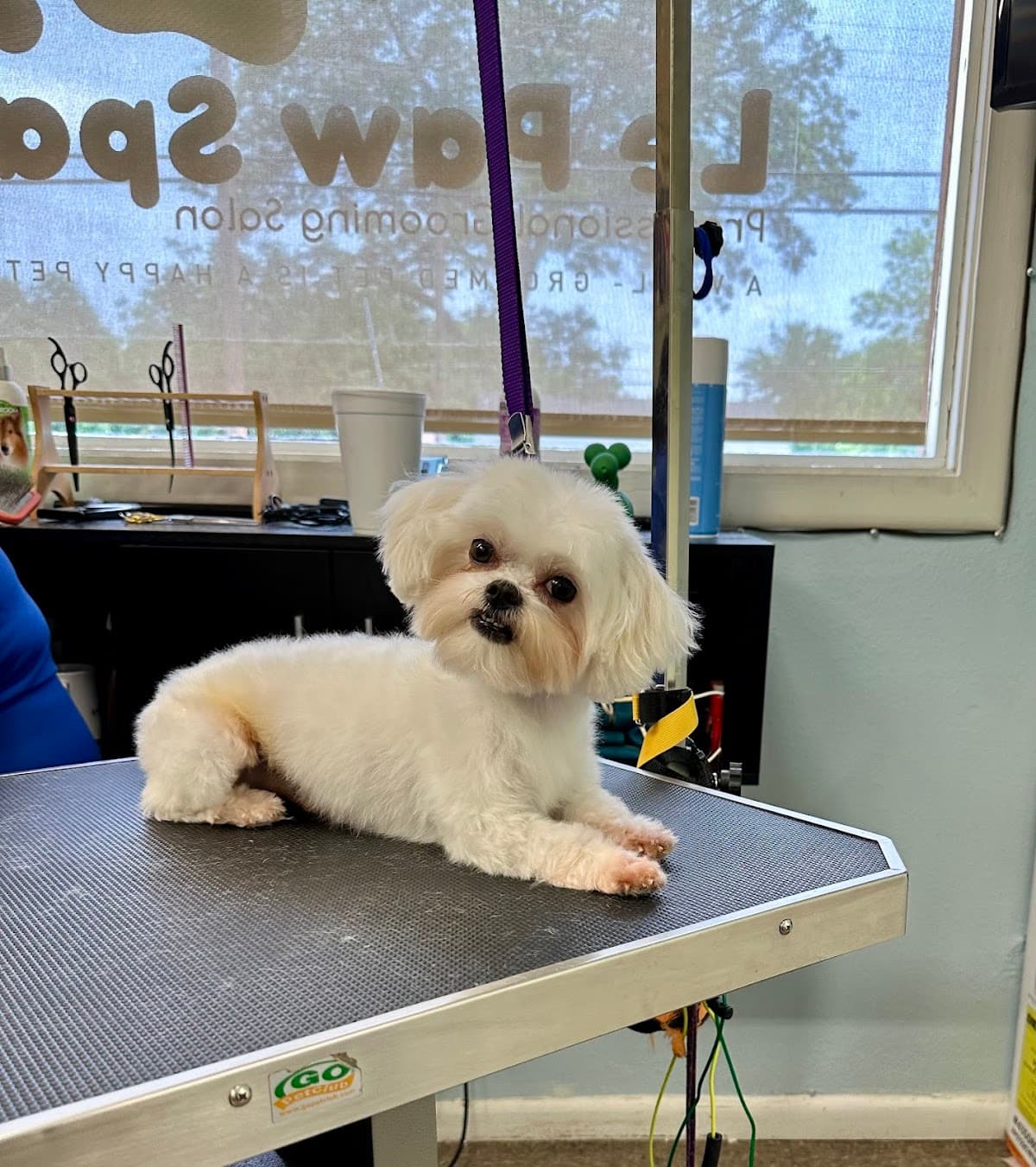 Le Paw Spa Professional Grooming Salon - Pet groomer in San Antonio, TX