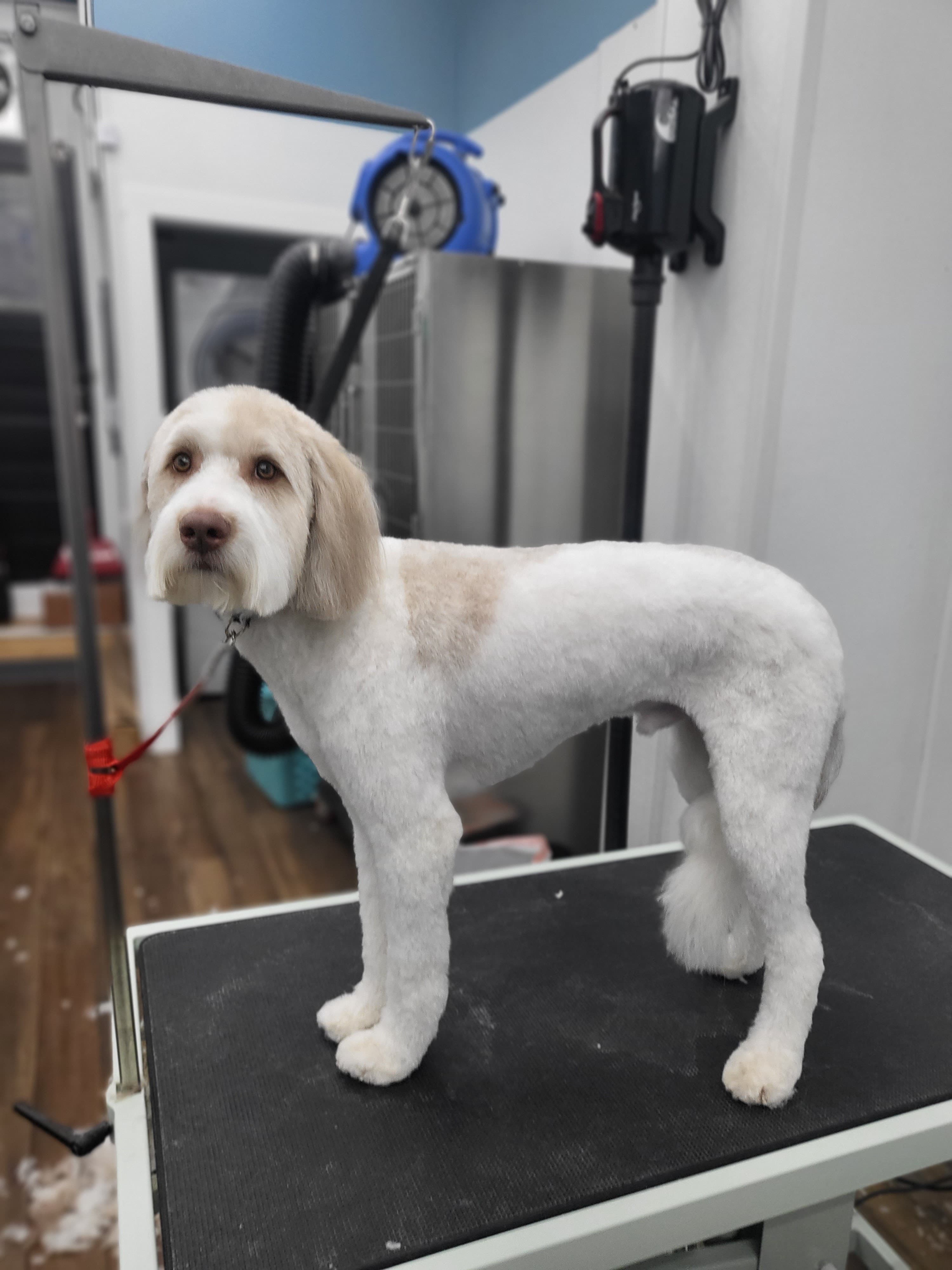 Urban Dogg Washington Park - Pet groomer in Denver, CO