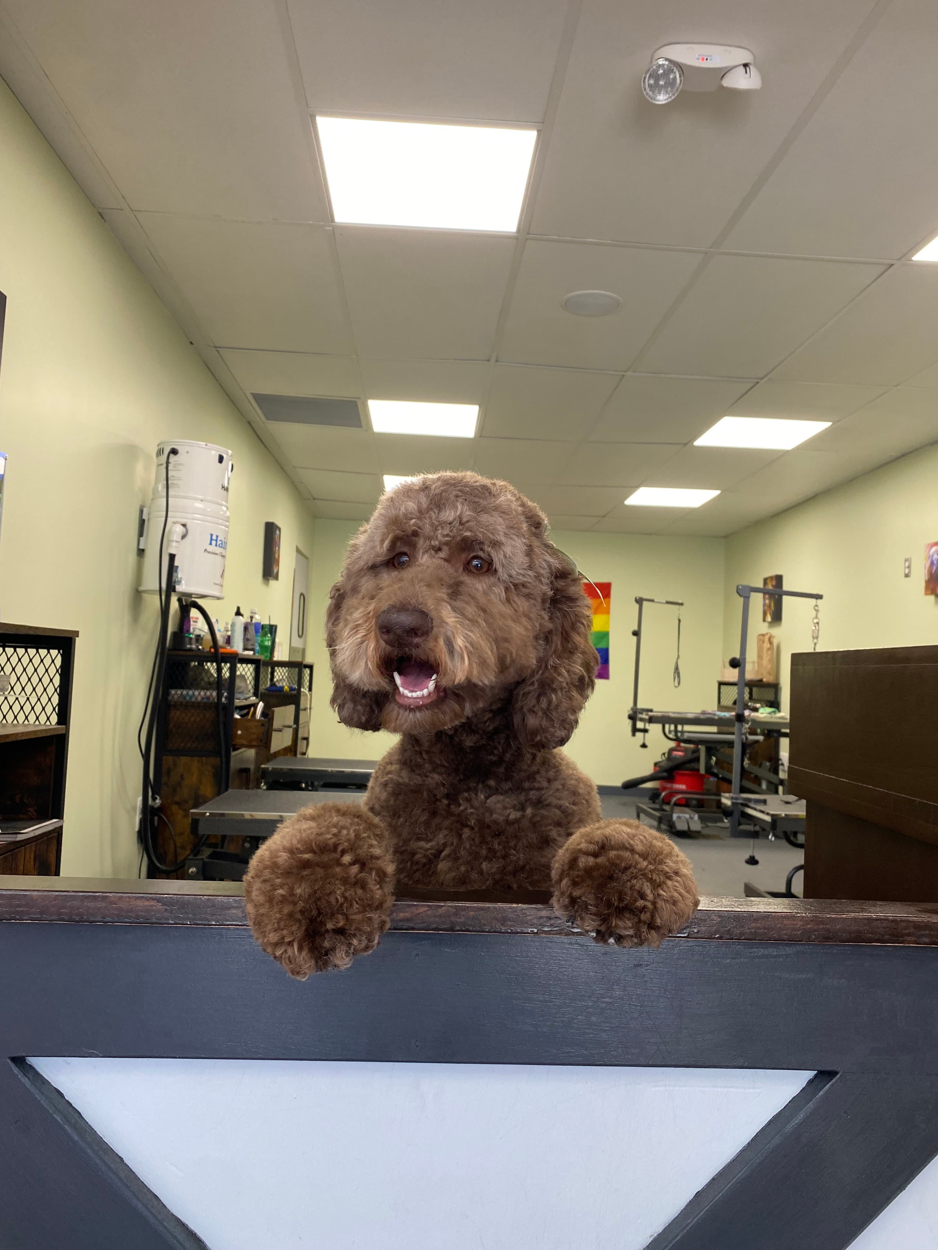 Tails of the Burgh Grooming - Pet groomer in Verona, PA