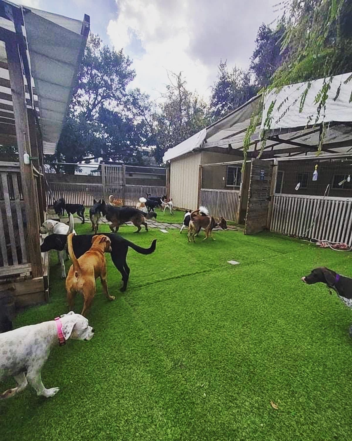 Fur Paws - Pet groomer in Houston, TX