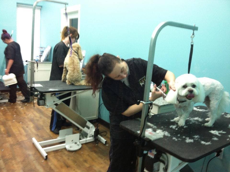 A Fortunate Dog Spa - Pet groomer in Loveland, OH