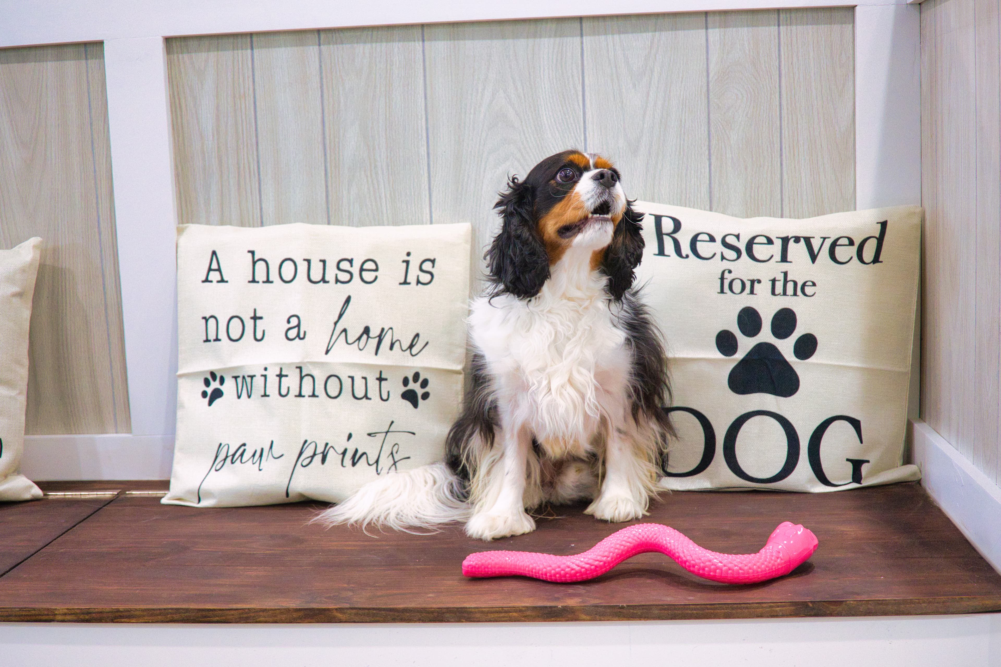 Woof Tone Inn & Spa - Pet groomer in Dallas, TX