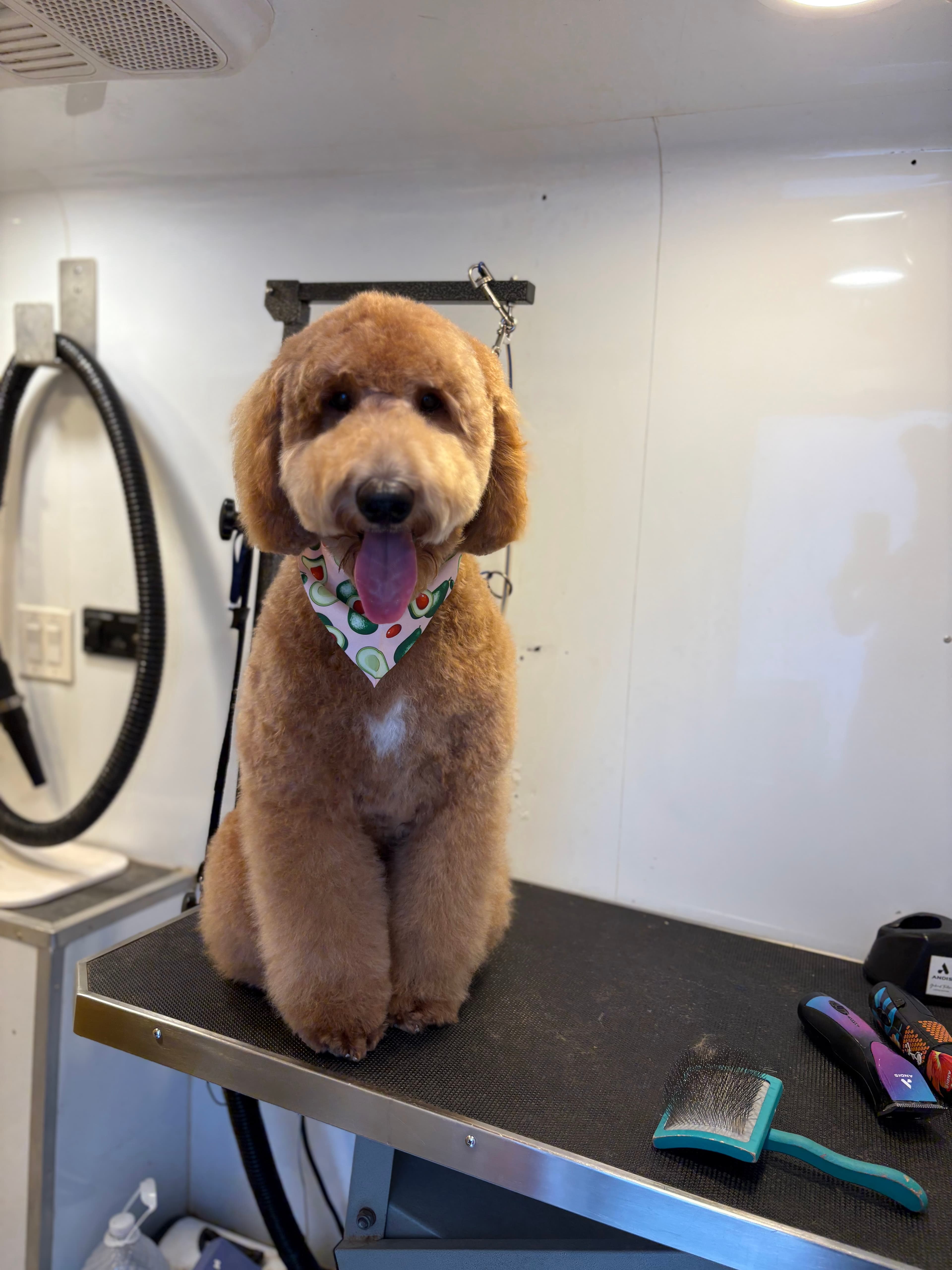 Royal Mobile Pet Grooming - Pet groomer in Orlando, FL