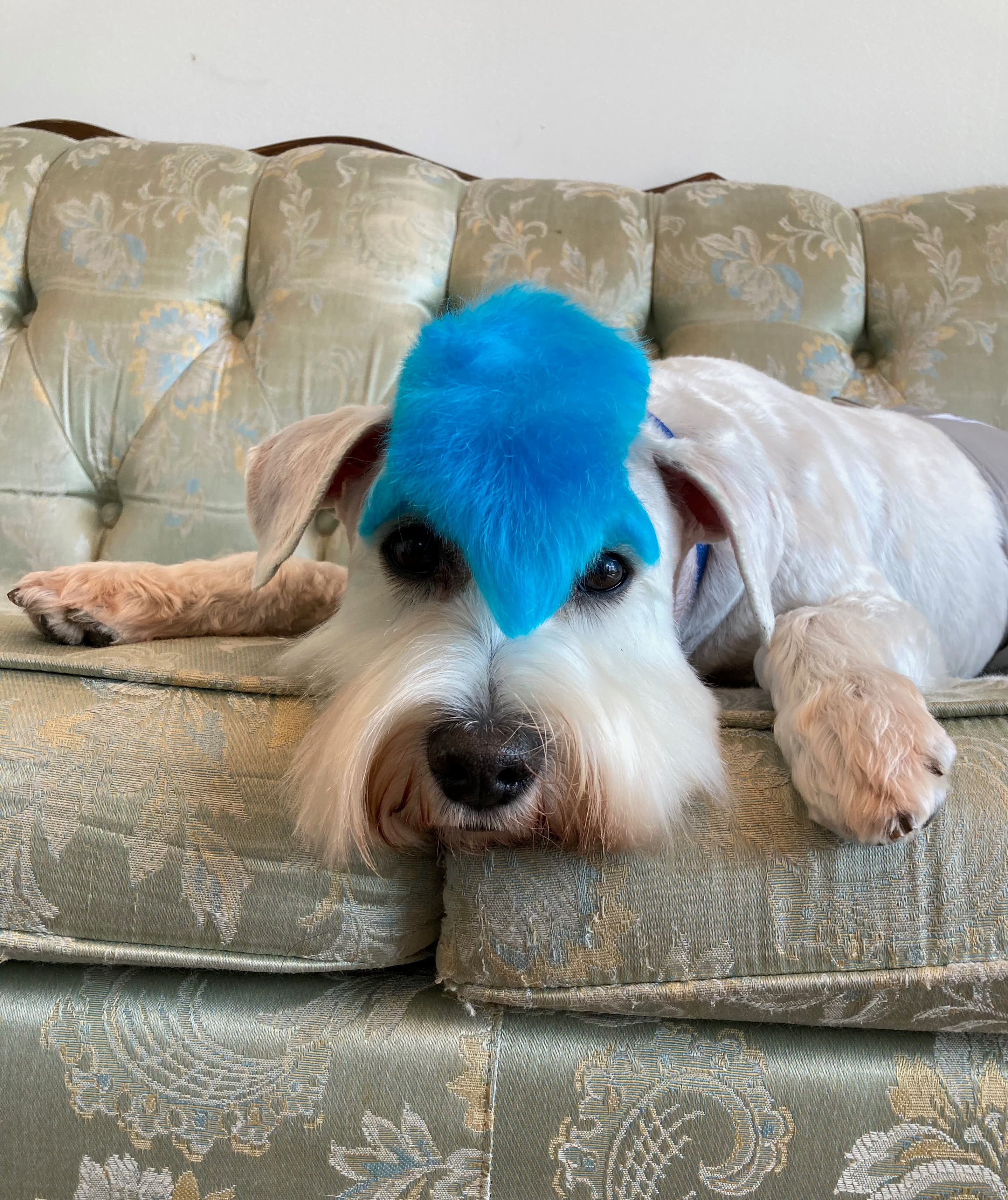 BARK A Salon for Dogs - Pet groomer in Indianapolis, IN