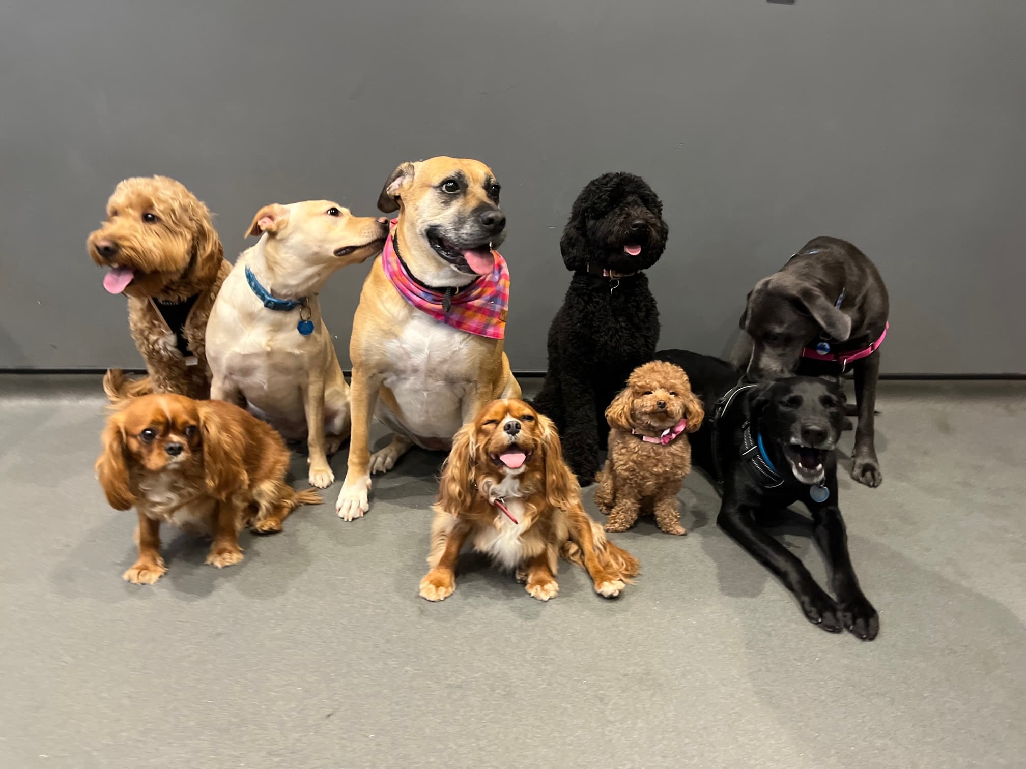 Dog City NYC - Pet groomer in New York, NY