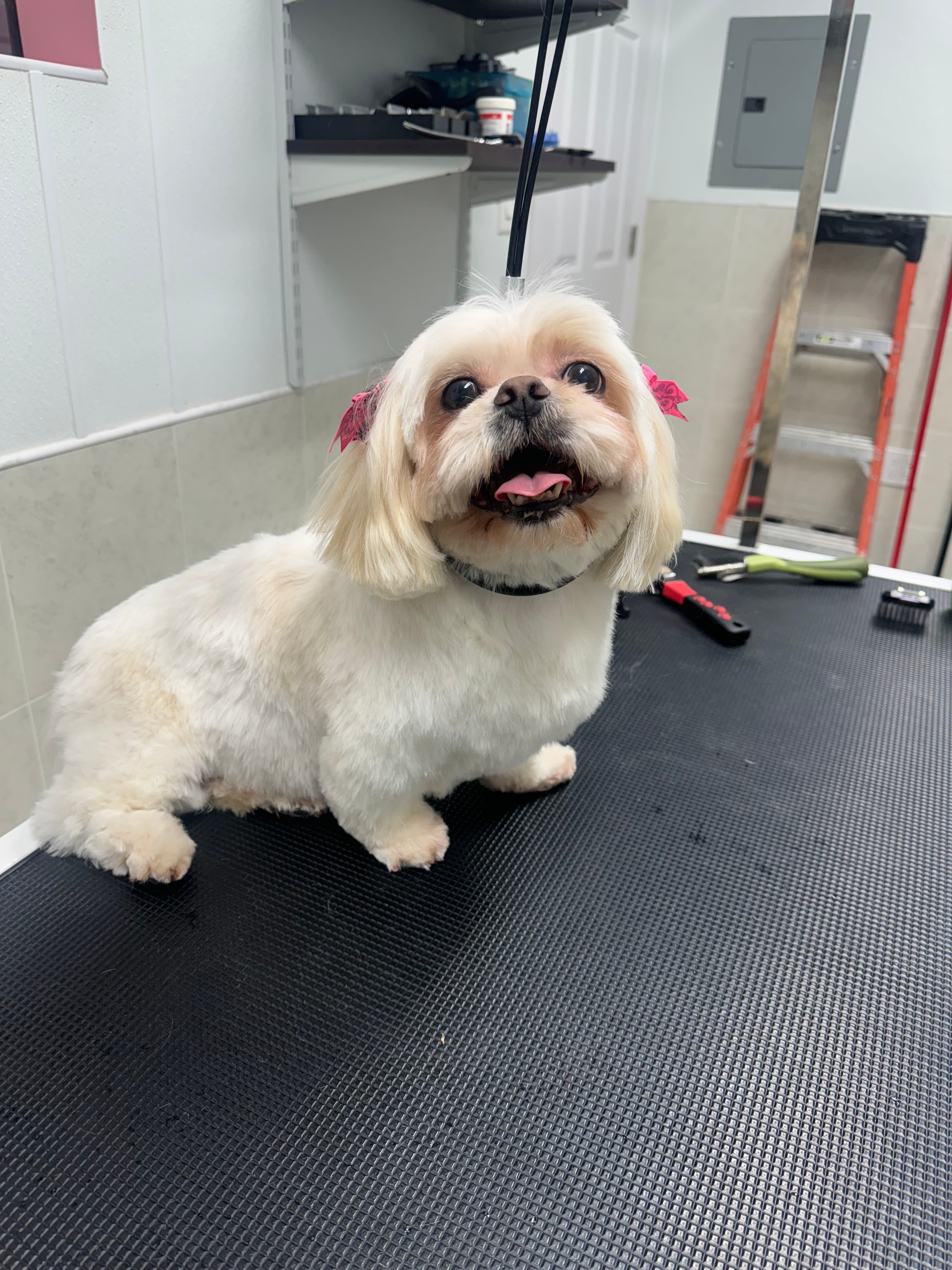 ThePuppyGroomer - Pet groomer in Middle Village, NY