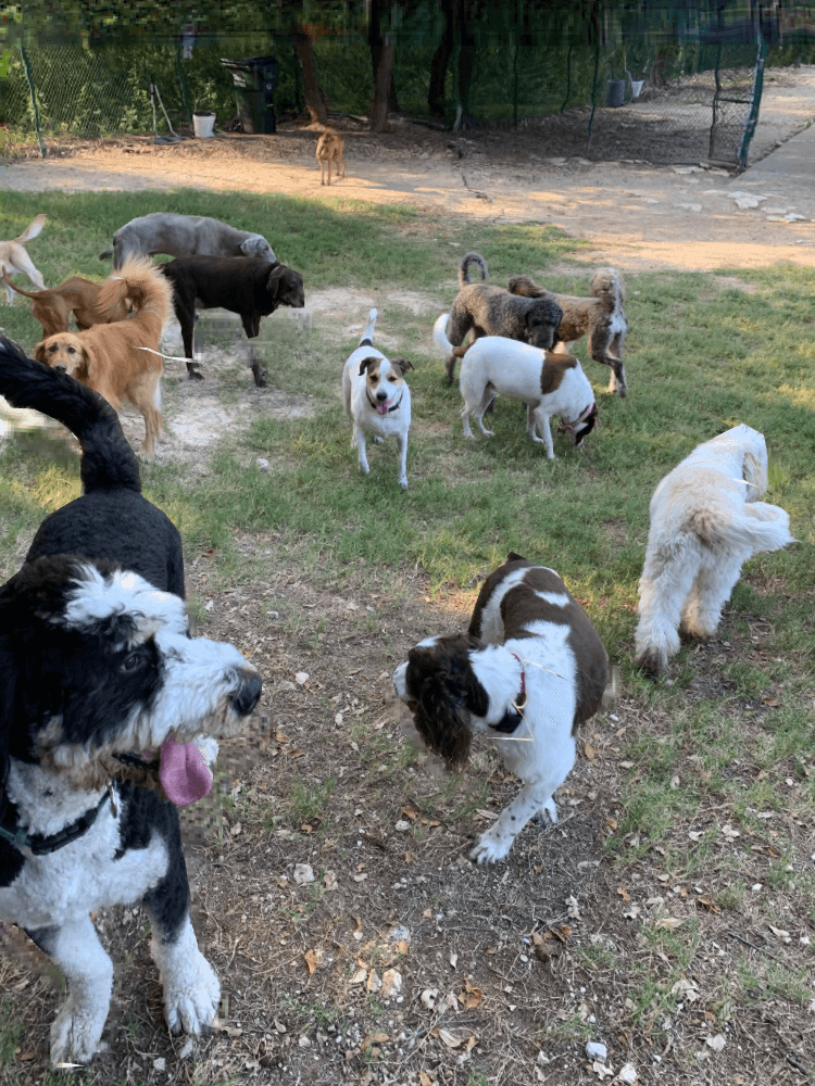 Just Four Paws, Inc. - Pet groomer in Austin, TX