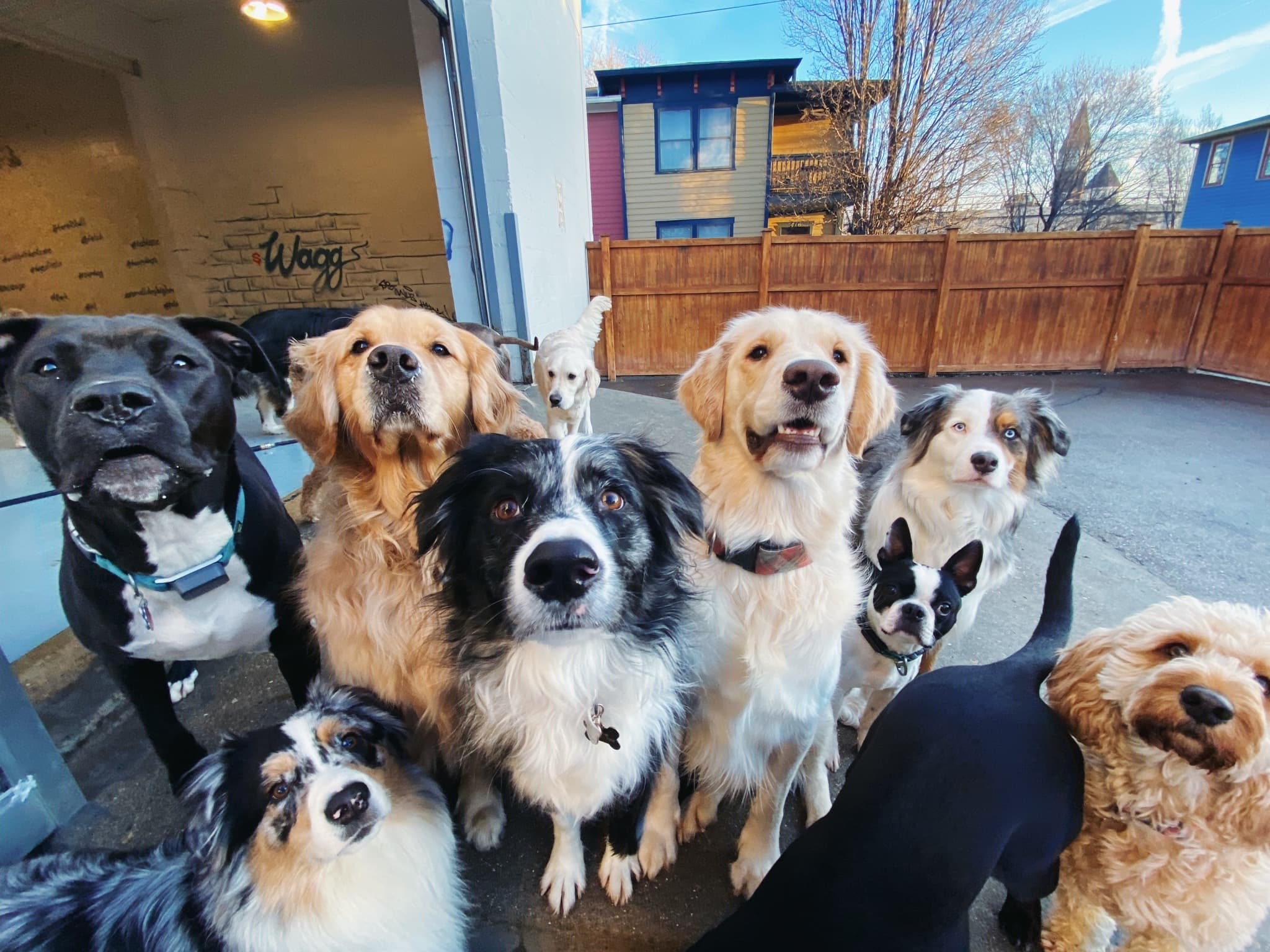 Indy Hound - Pet groomer in Indianapolis, IN