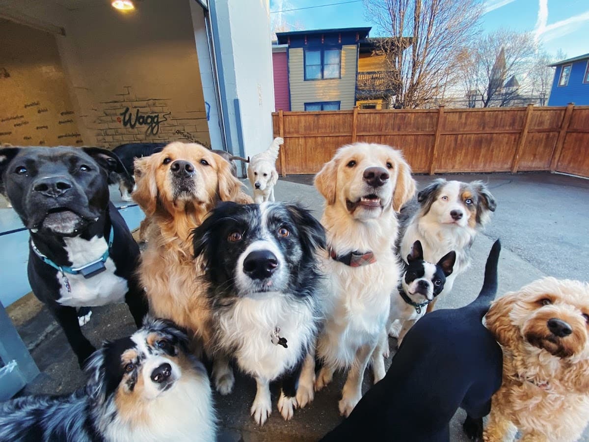 Indy Hound - Pet groomer in Indianapolis, IN
