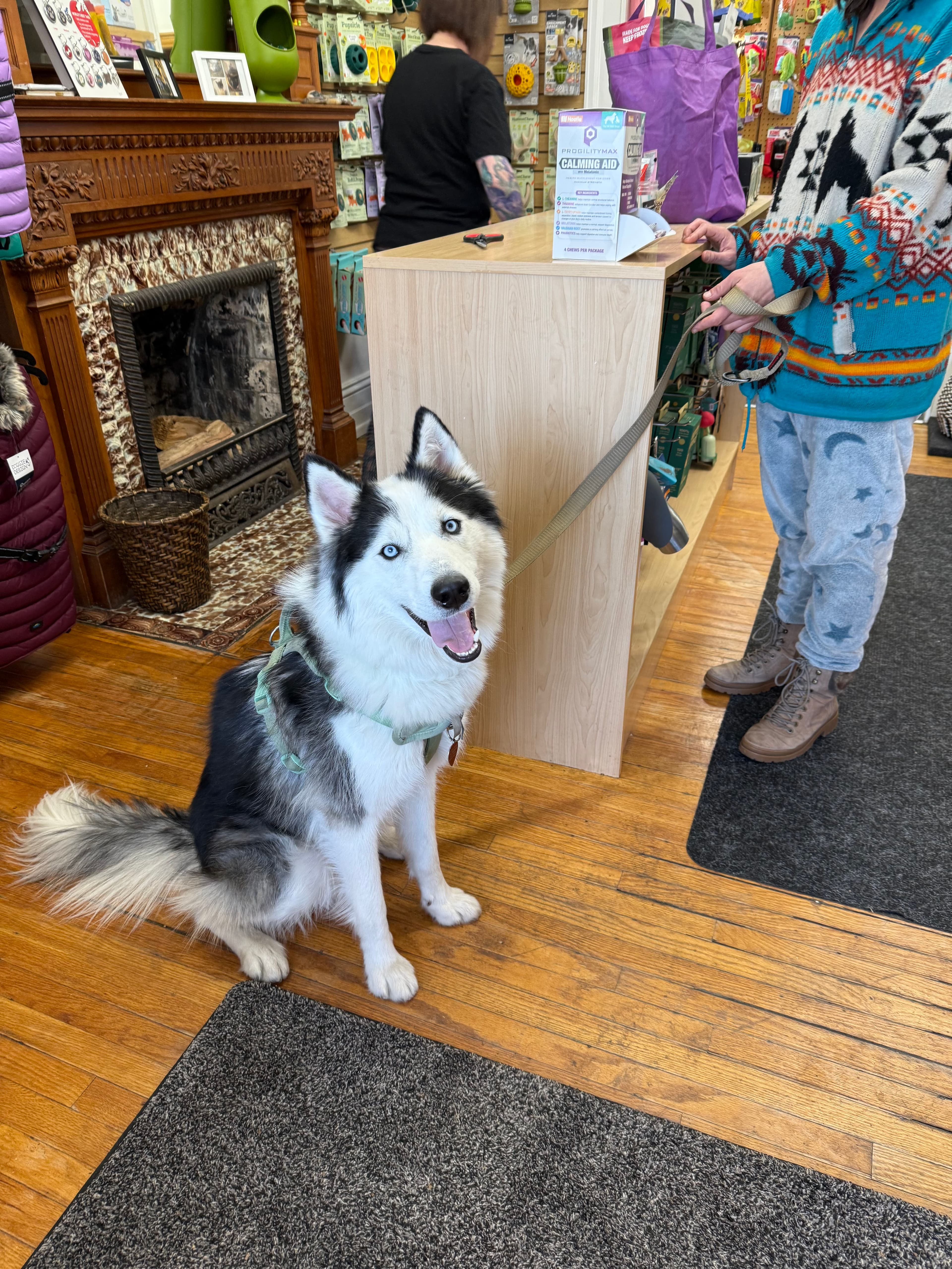 A Pet's Paradise Grooming Salon - Pet groomer in Denver, CO