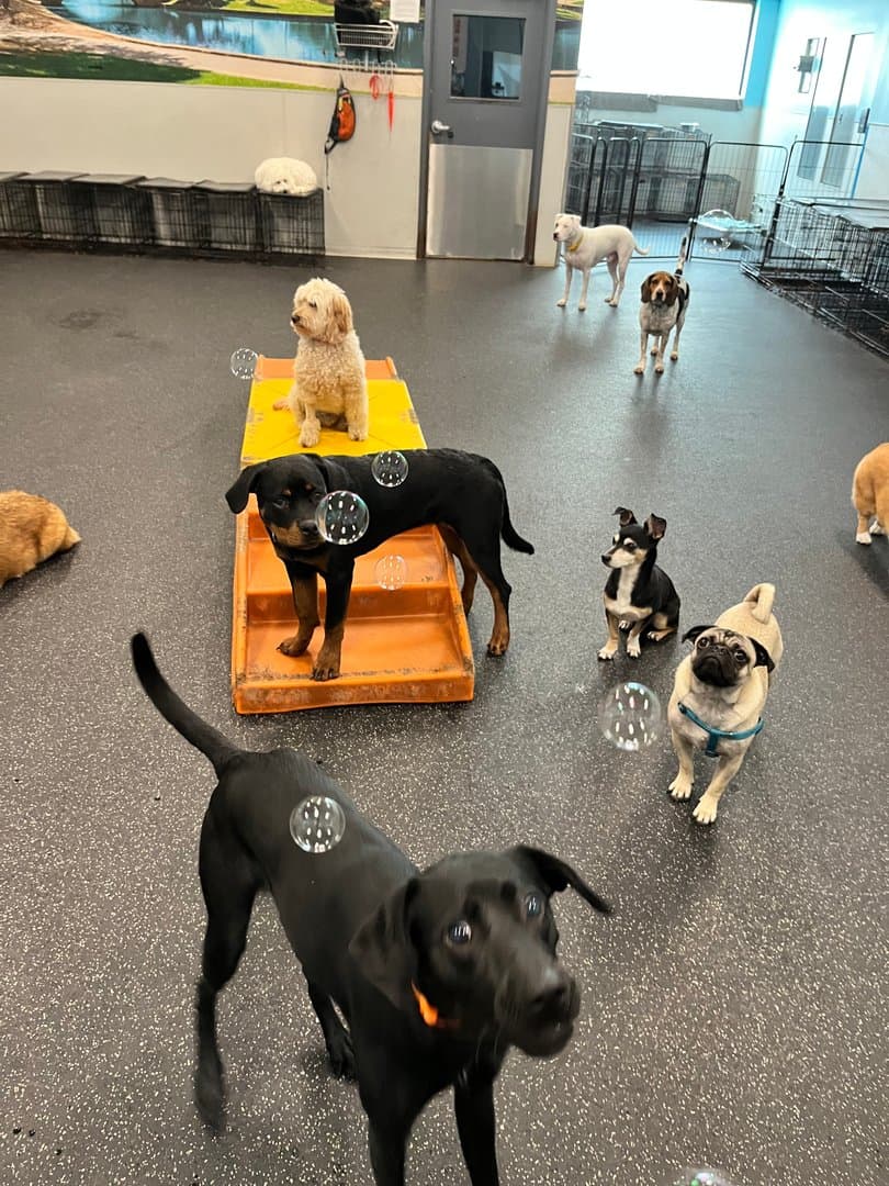 Dogtopia of South Austin - Pet groomer in Austin, TX