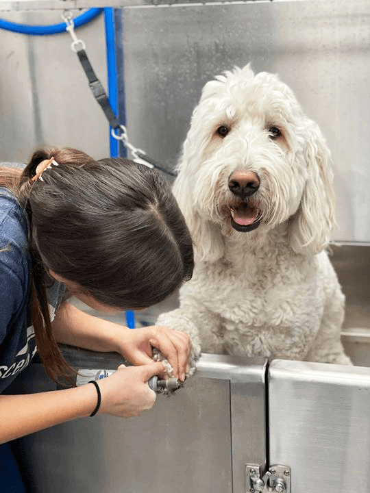 Scenthound SODO Orlando - Pet groomer in Orlando, FL