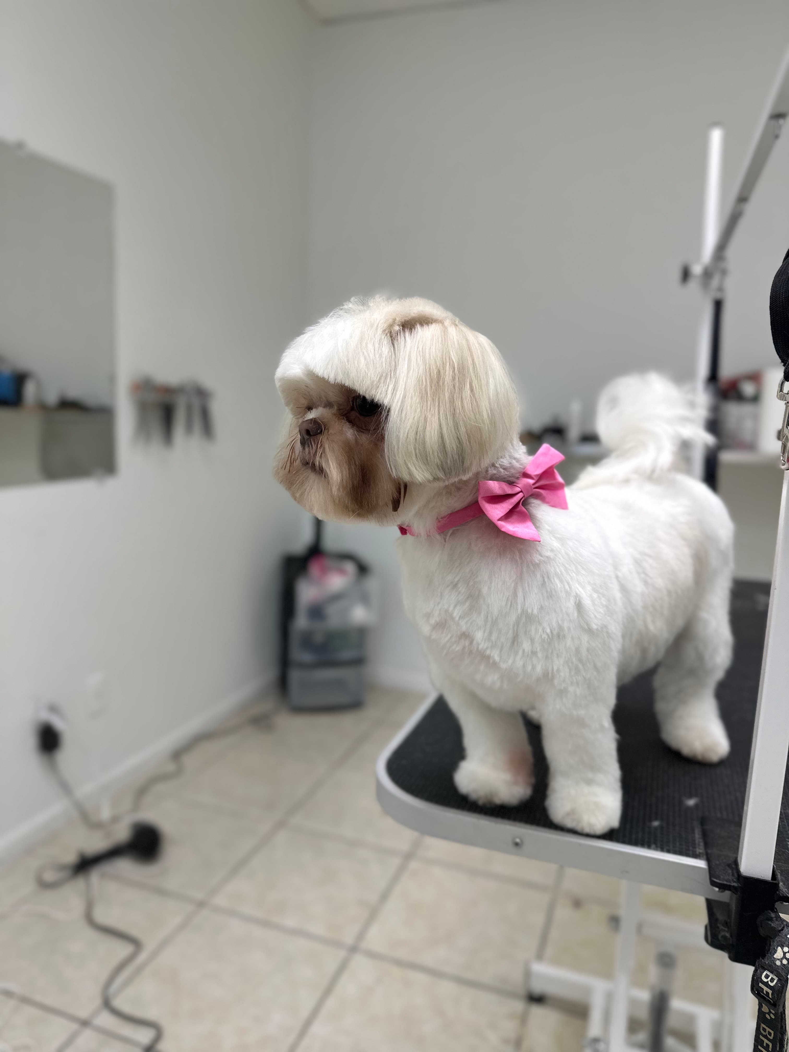 Cinnamon Pet Grooming- Peluqueria canina en Tampa FL - Pet groomer in Tampa, FL