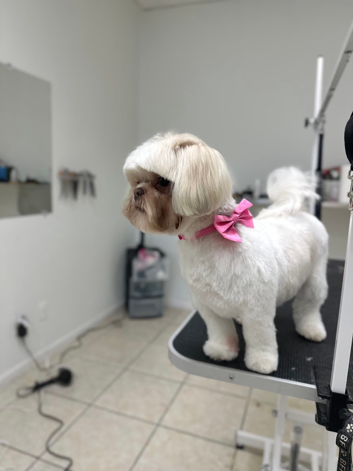 Cinnamon Pet Grooming- Peluqueria canina en Tampa FL - Pet groomer in Tampa, FL