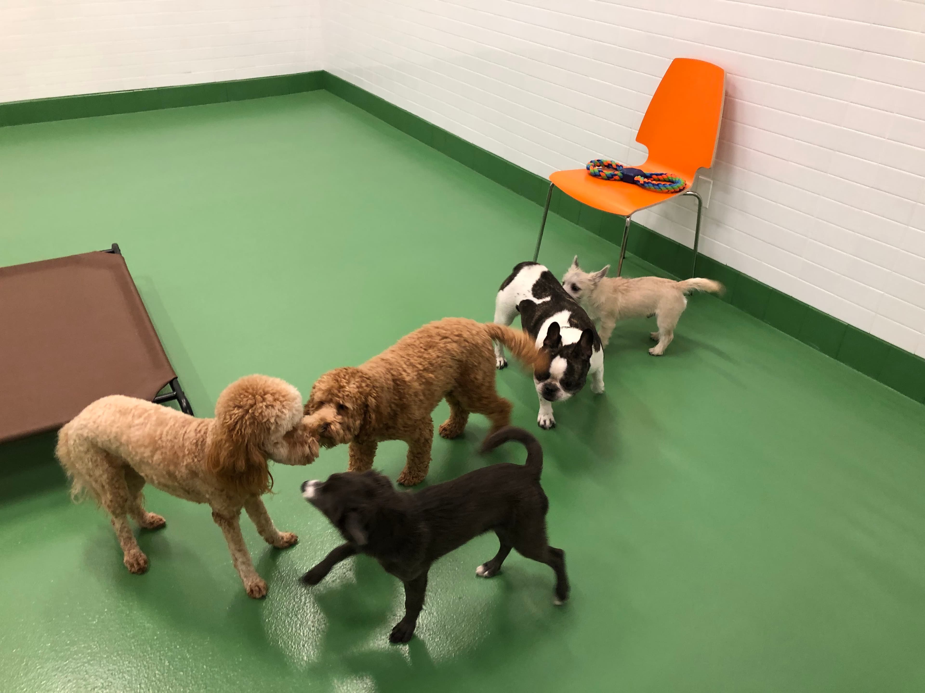 Throw Me A Bone Inc. / Dog Daycare, Grooming and Boarding - Pet groomer in Brooklyn, NY