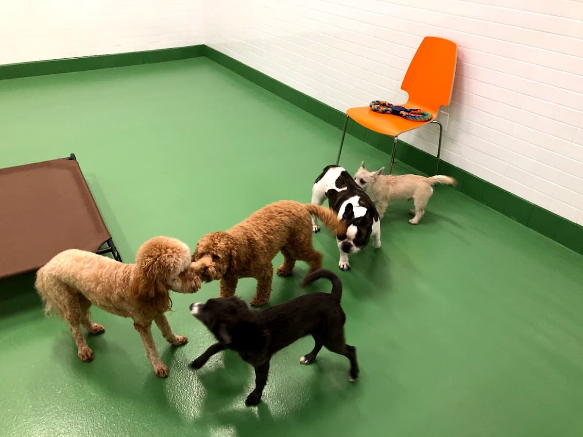 Throw Me A Bone Inc. / Dog Daycare, Grooming and Boarding - Pet groomer in Brooklyn, NY
