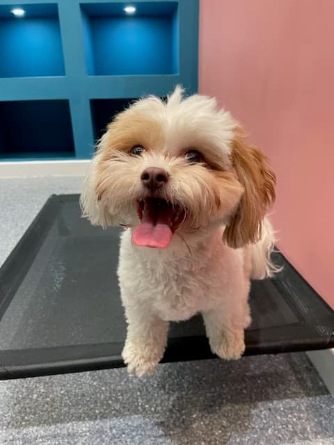 Tails of Manhattan - Pet groomer in New York, NY