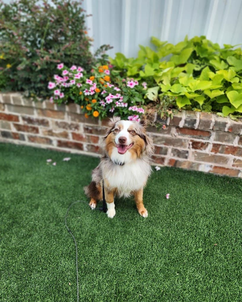 All Dogs Unleashed Dog Training Dallas - Pet groomer in Dallas, TX