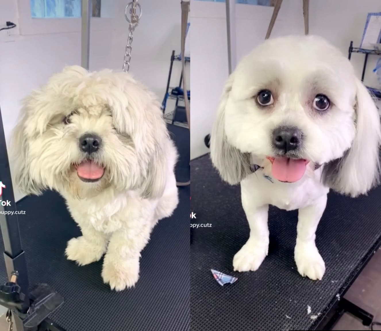 Puppy Cutz - Pet groomer in Detroit, MI