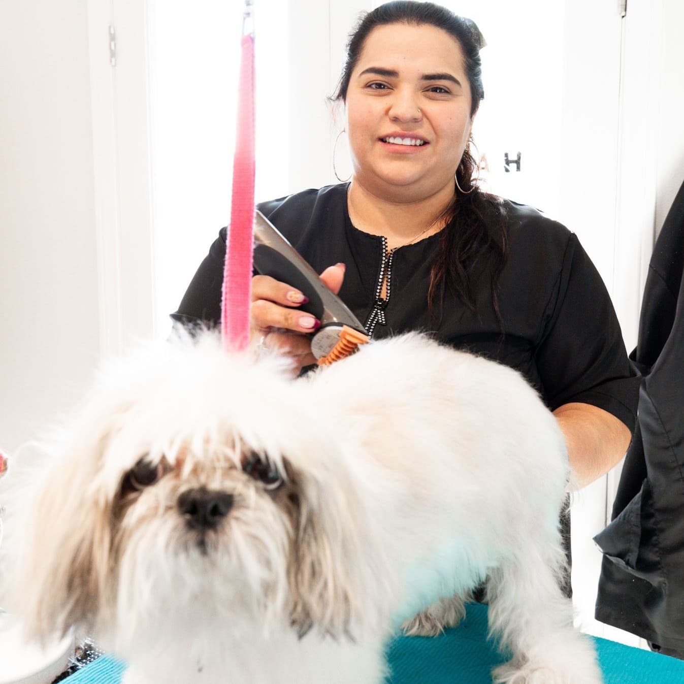 Groom - Dog Care With Love - Pet groomer in West Hollywood, CA