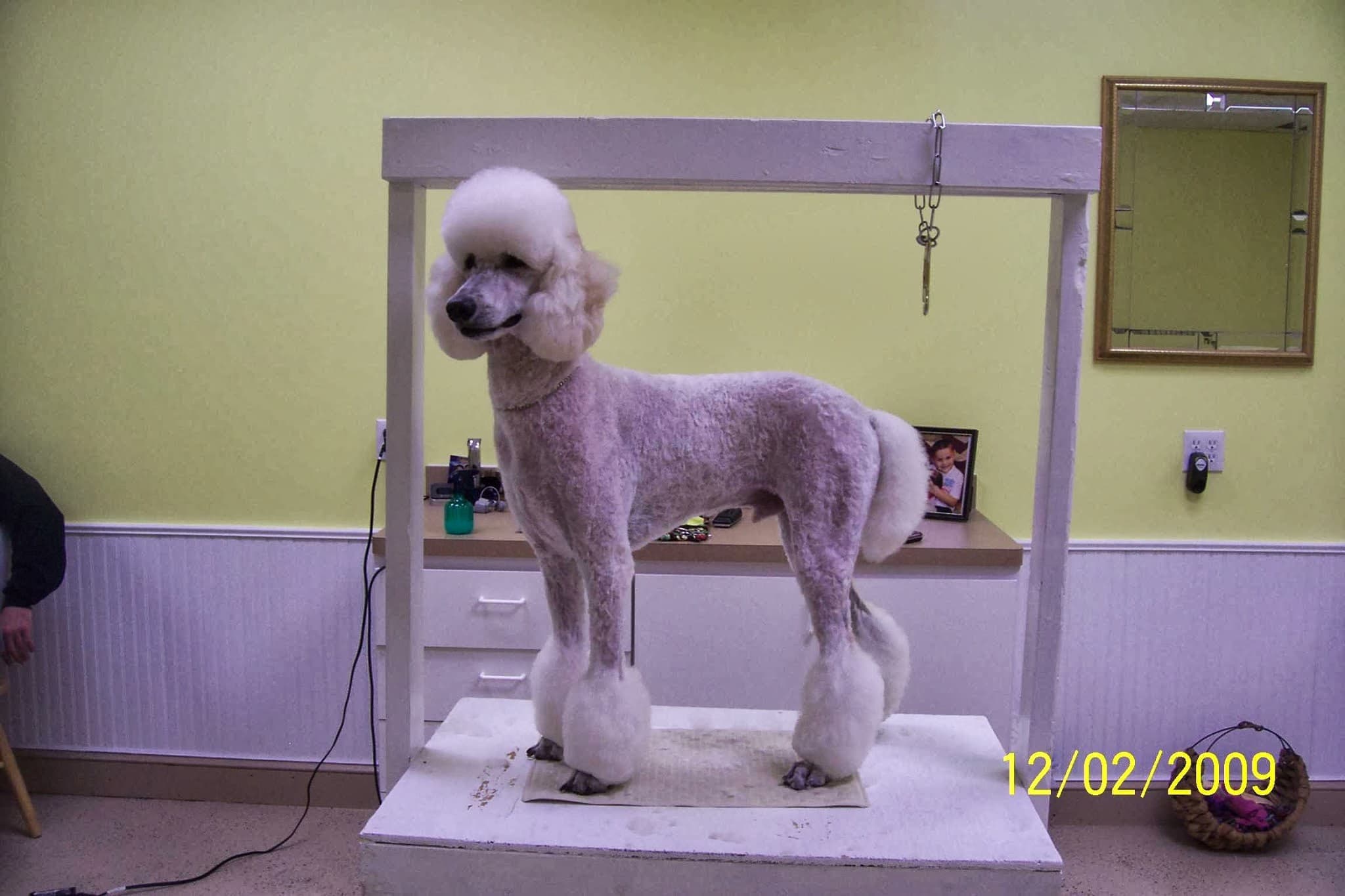 Mel's Groom Room - Pet groomer in Livonia, MI