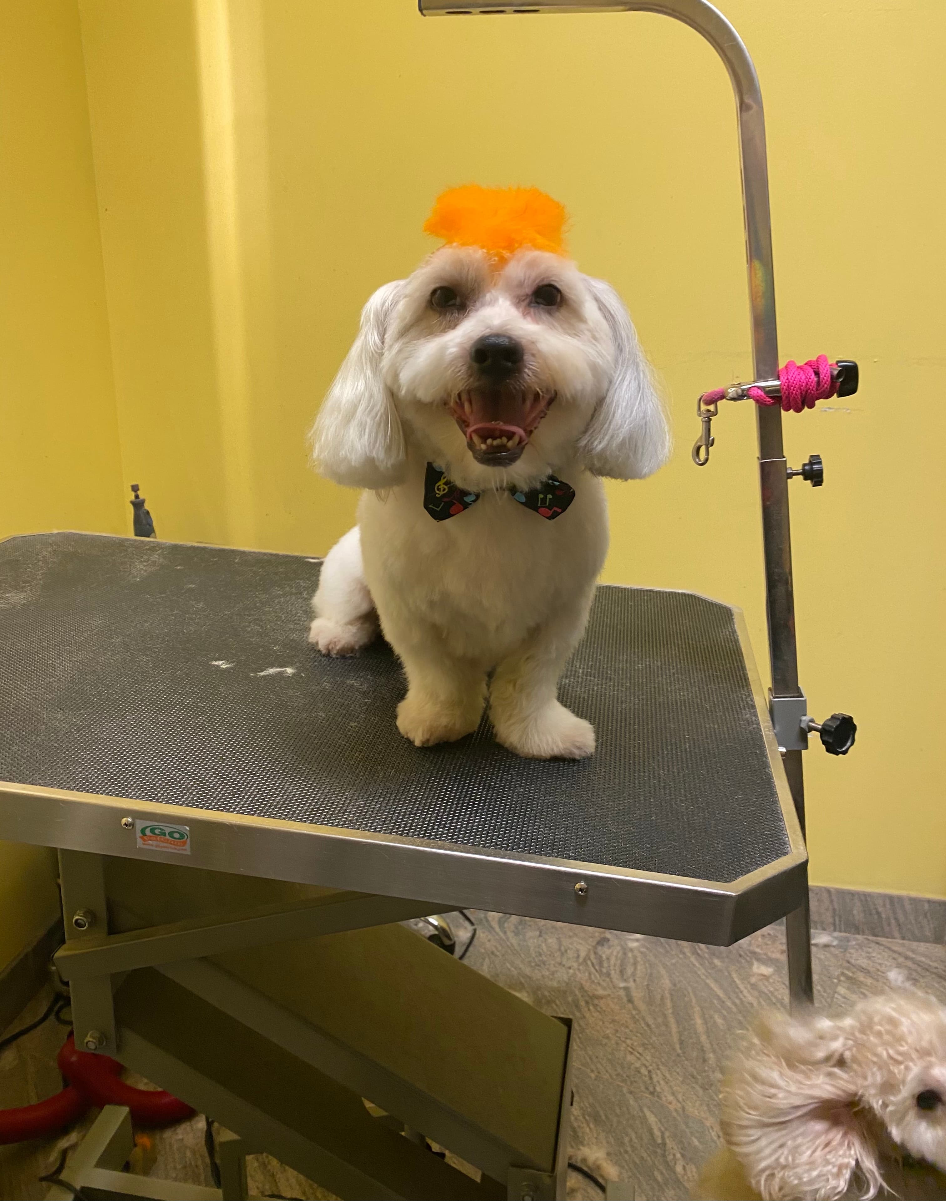 Where My Dogs At? Pet Spa & Hotel - Pet groomer in Brooklyn, NY