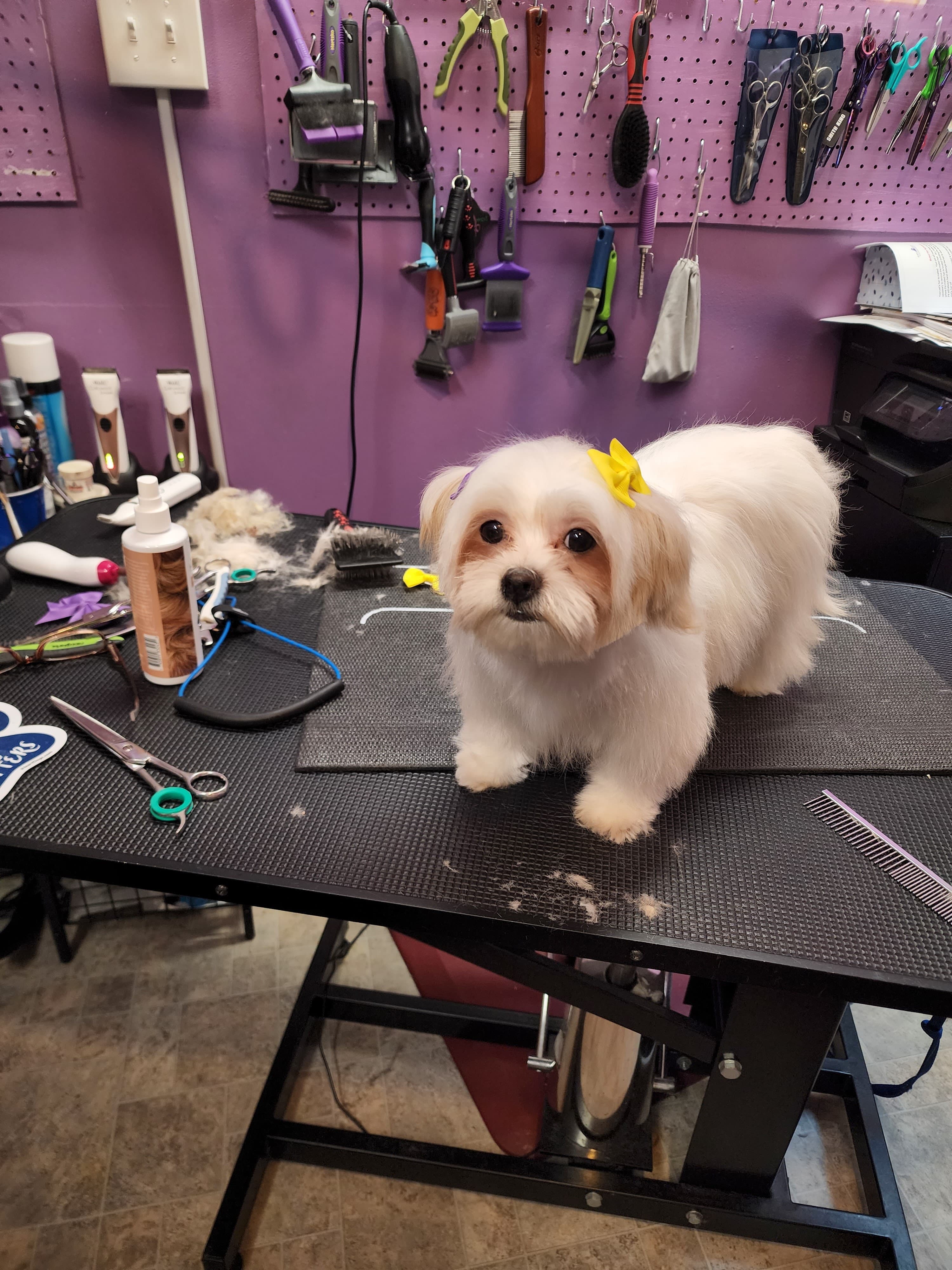 Purple Pooch Palace of Perfection - Pet groomer in Detroit, MI