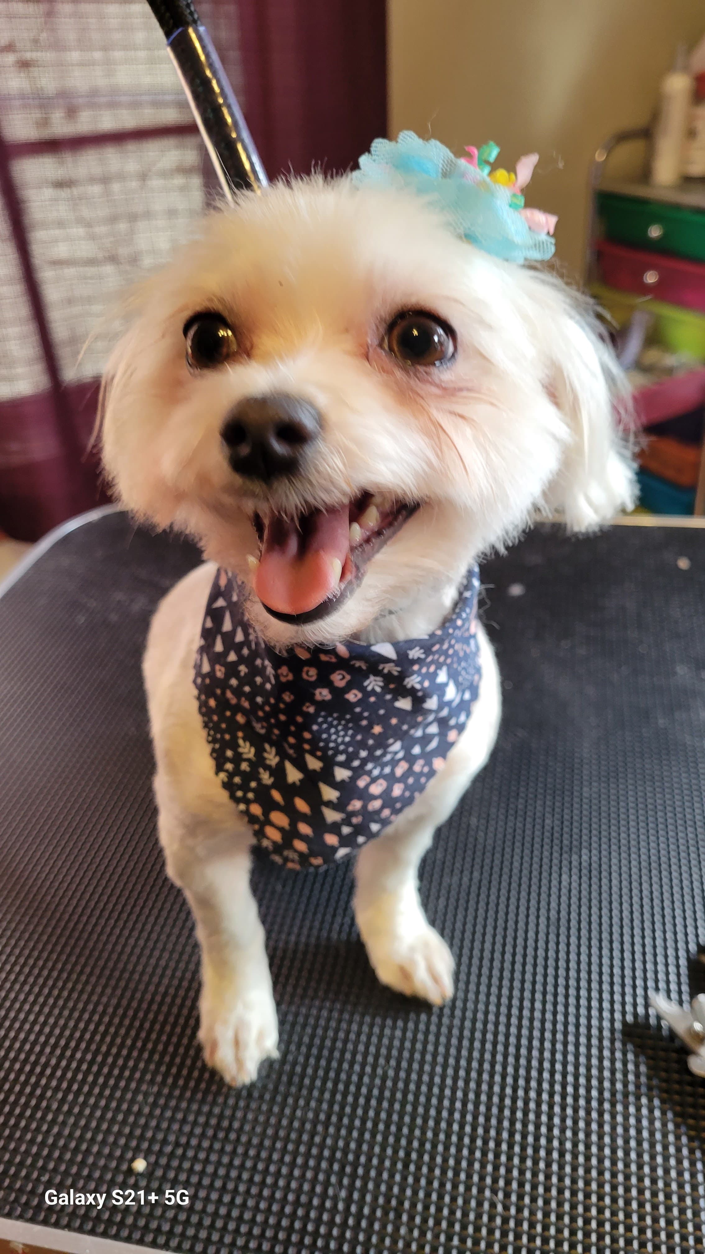 Segundo Pet Grooming - Pet groomer in Houston, TX