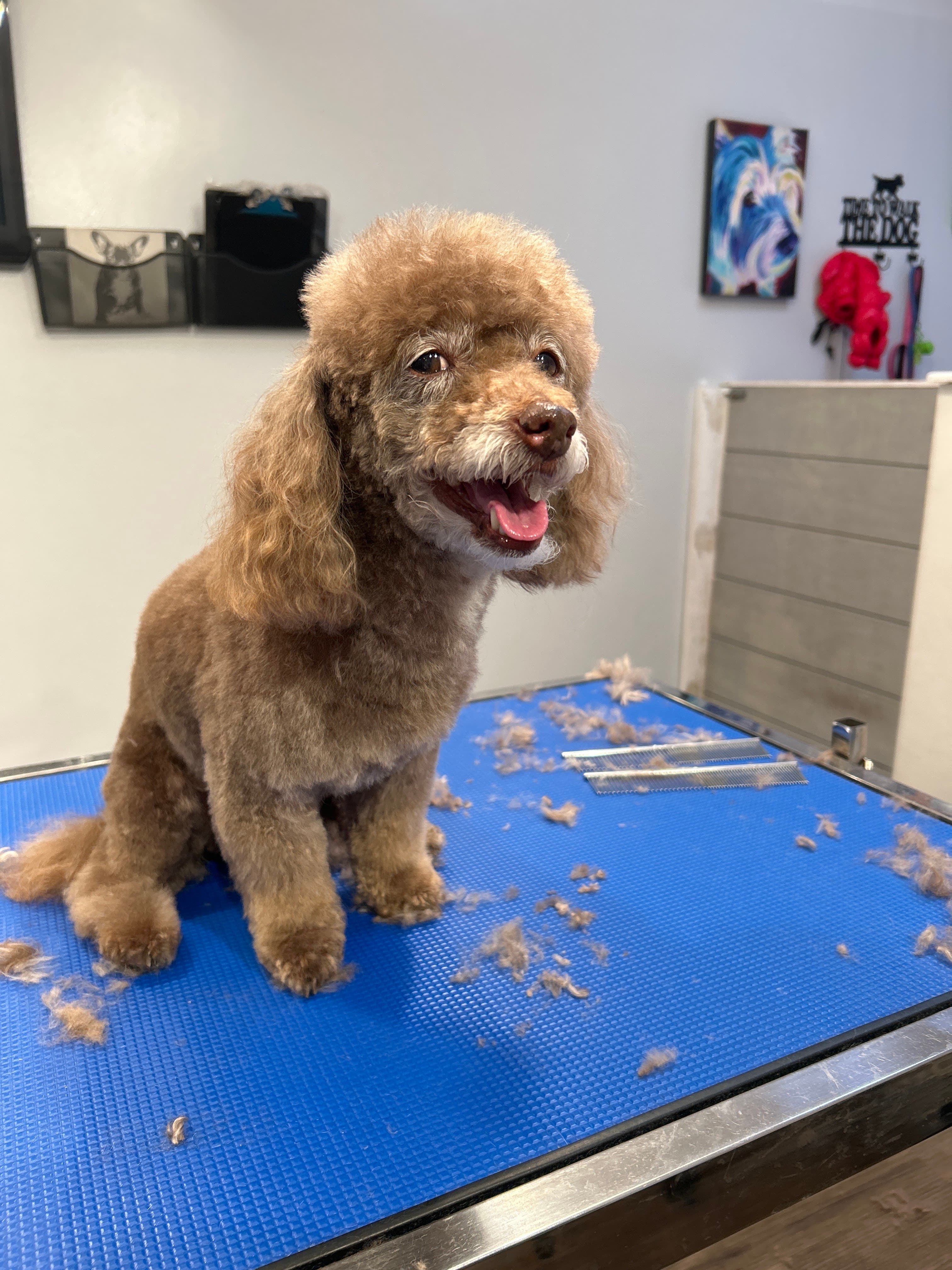 April's Pooch Spa - Pet groomer in Chicago, IL