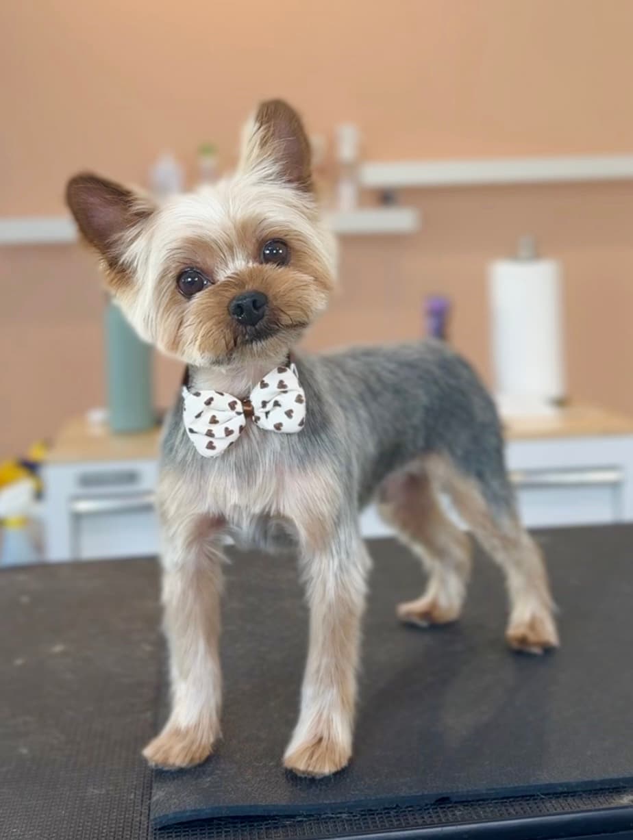The Crafted Canine Dog Spa - Pet groomer in Minneapolis, MN