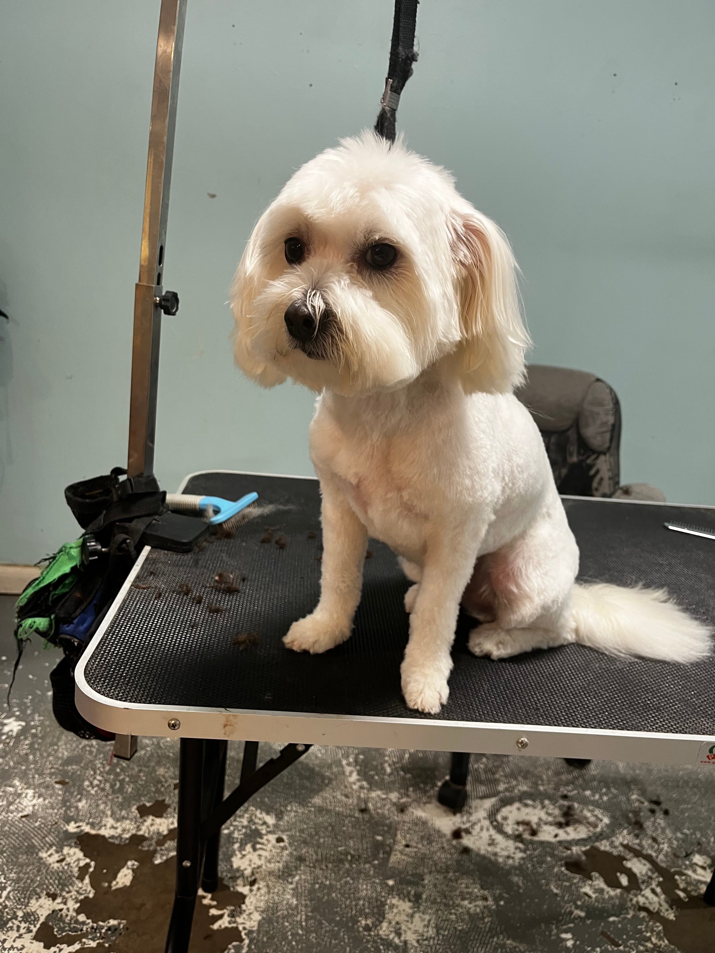 Doggie Style Grooming Salon - Pet groomer in Atlanta, GA