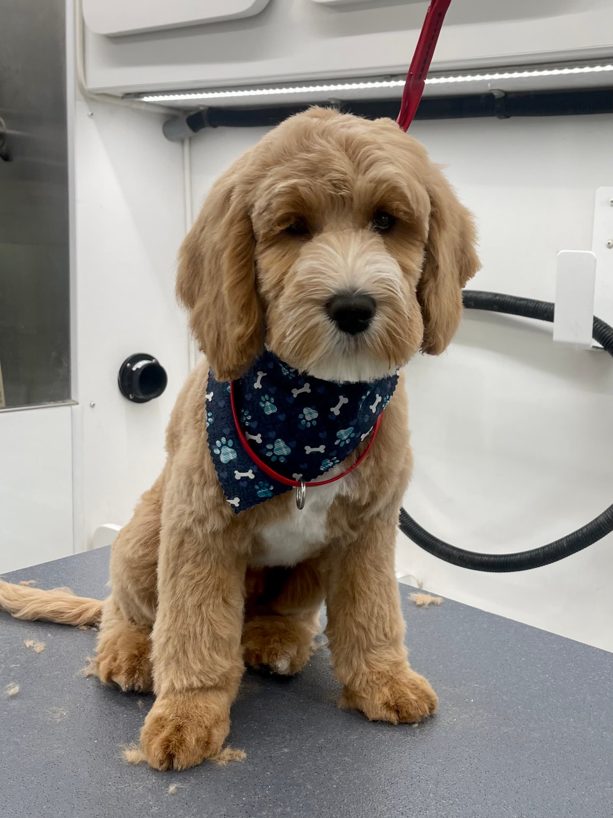 Maryland Elite Dog Spa, LLC - Pet groomer in Glen Burnie, MD