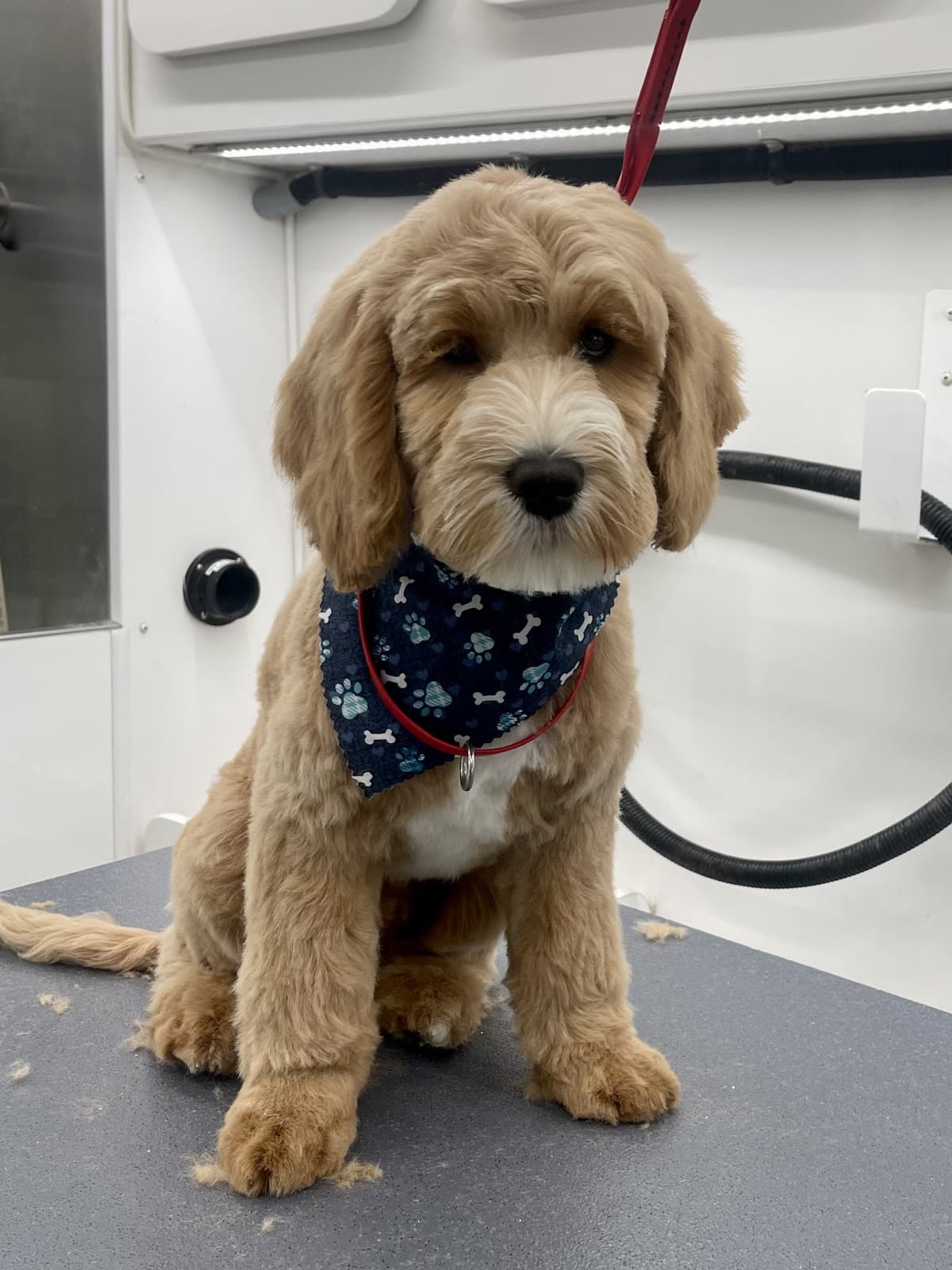 Maryland Elite Dog Spa, LLC - Pet groomer in Glen Burnie, MD