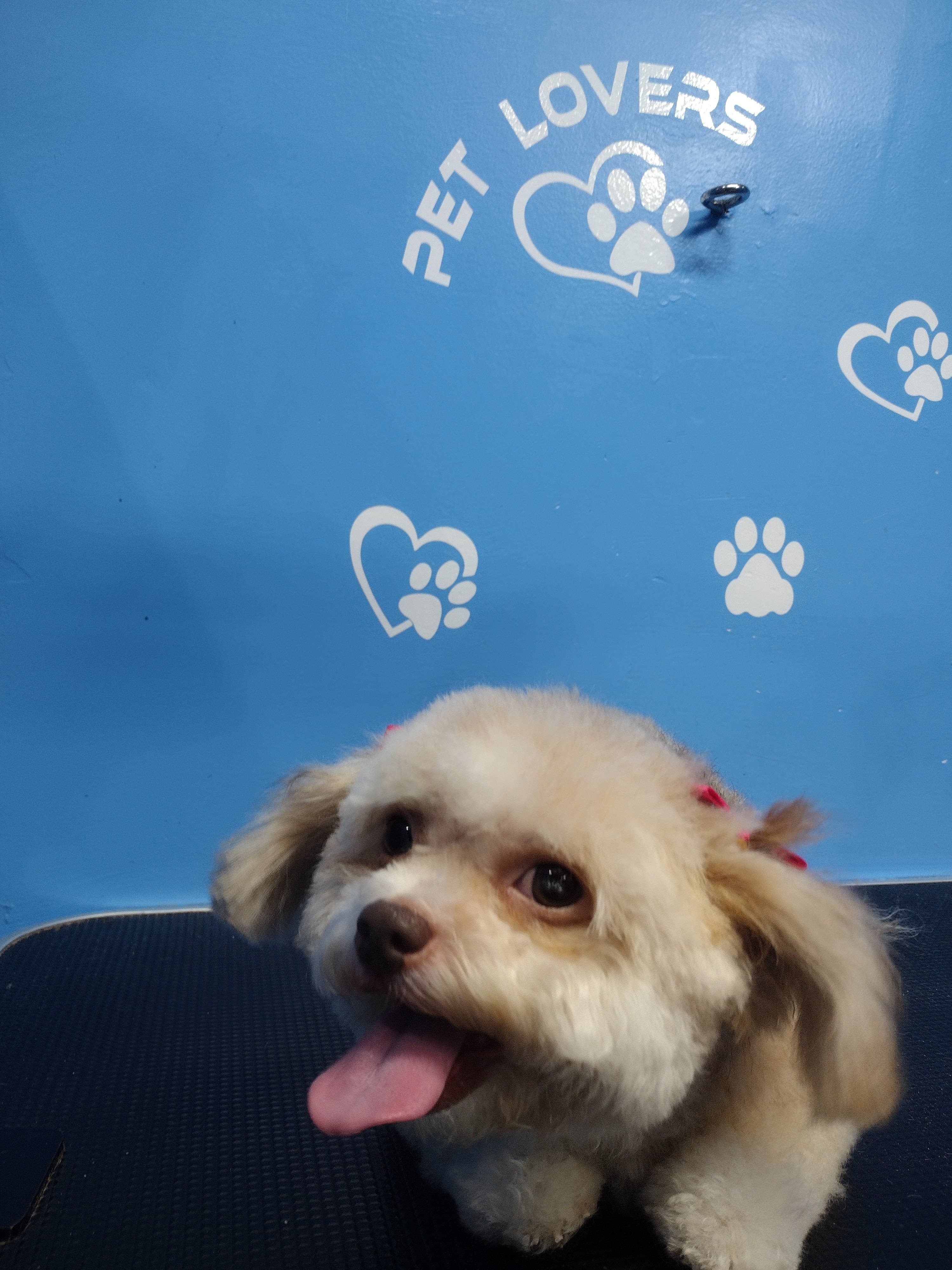 PET LOVERS INCORPORATION - Pet groomer in Los Angeles, CA