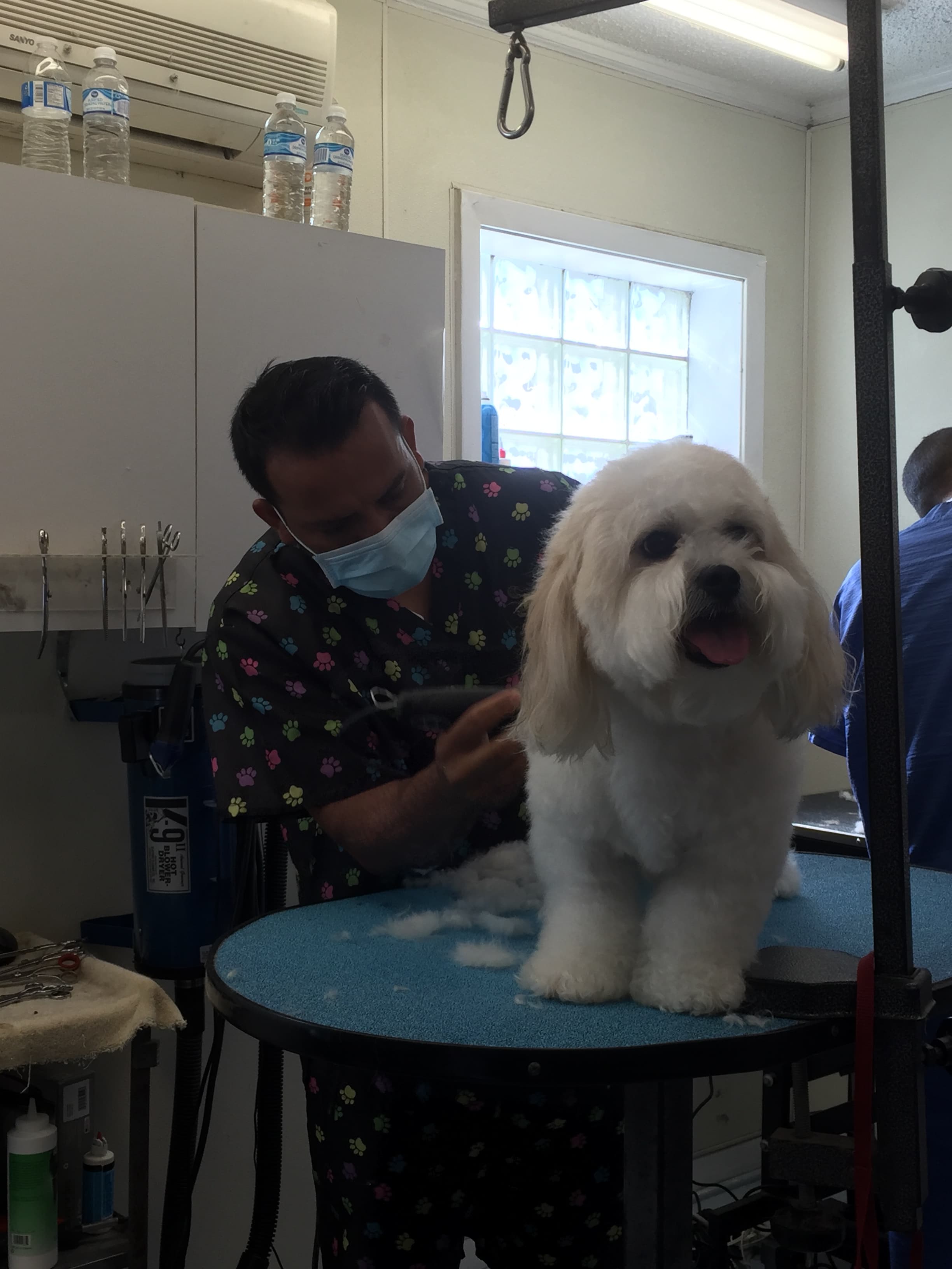 Billi Bonze - Pet groomer in Dallas, TX