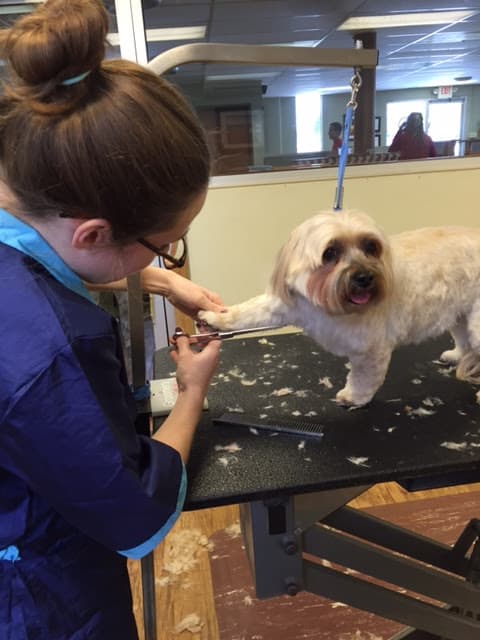 Camp Bow Wow Cincinnati - Pet groomer in Cincinnati, OH