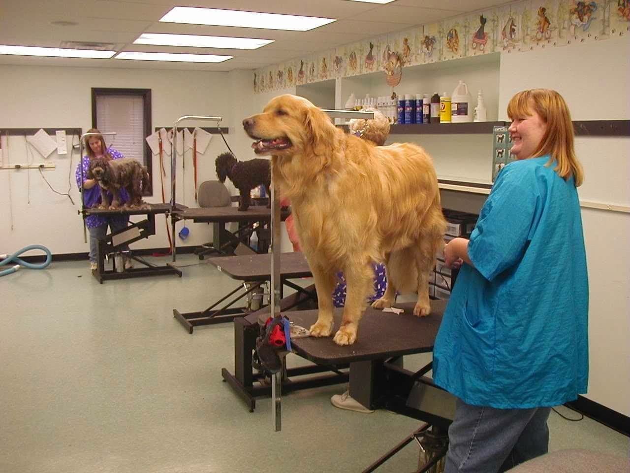 Animal Ark Pet Resort - Pet groomer in Cincinnati, OH