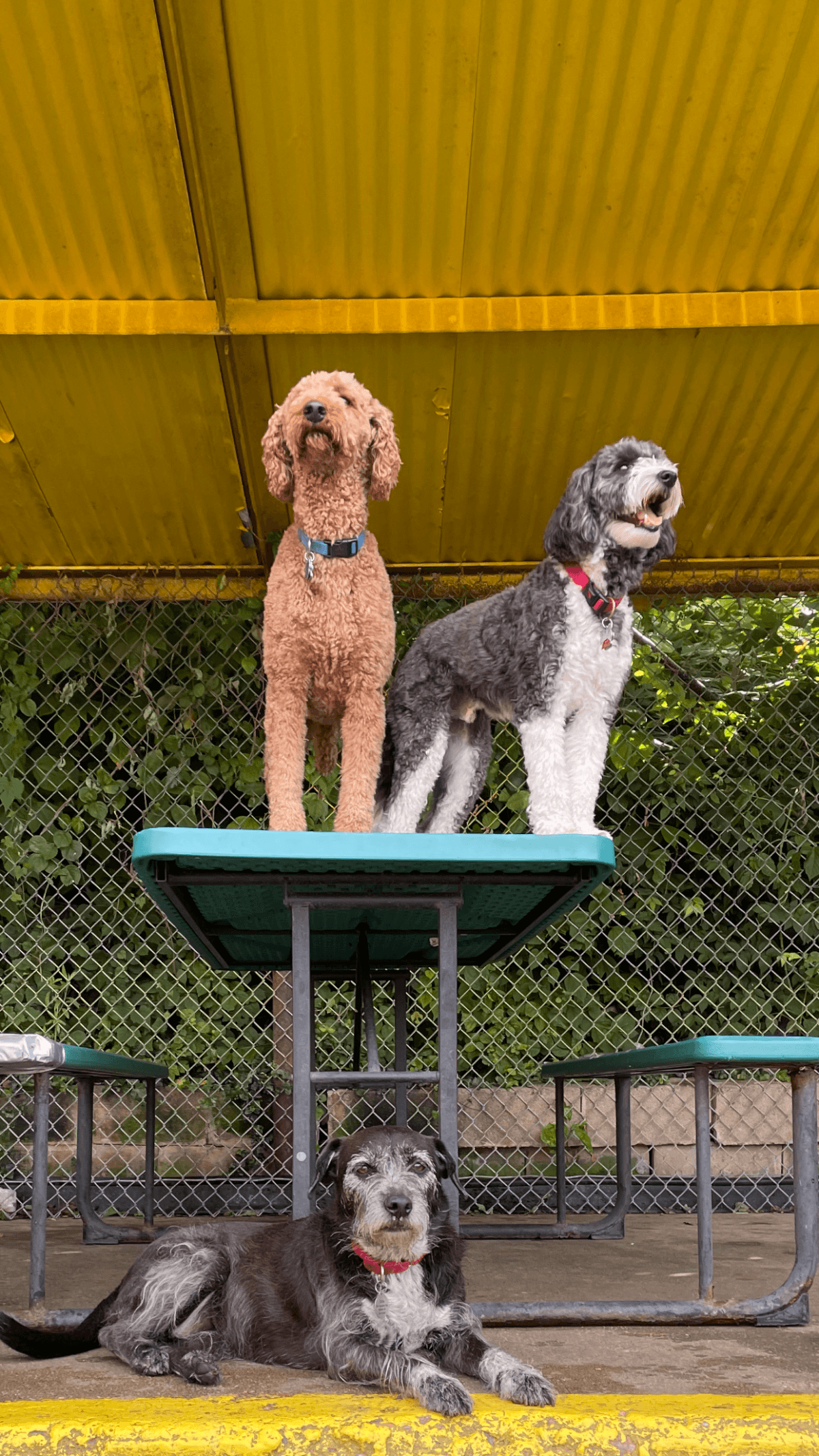 Good Doggie Day Care Inc - Pet groomer in Baltimore, MD