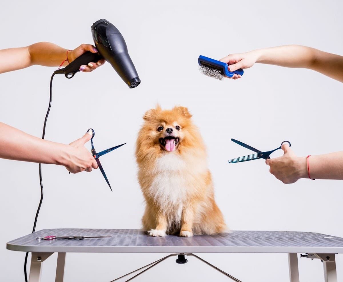 Dang Diggity Dog & Pet Grooming San Jose - Organic Pet Salon - Pet groomer in San Jose, CA