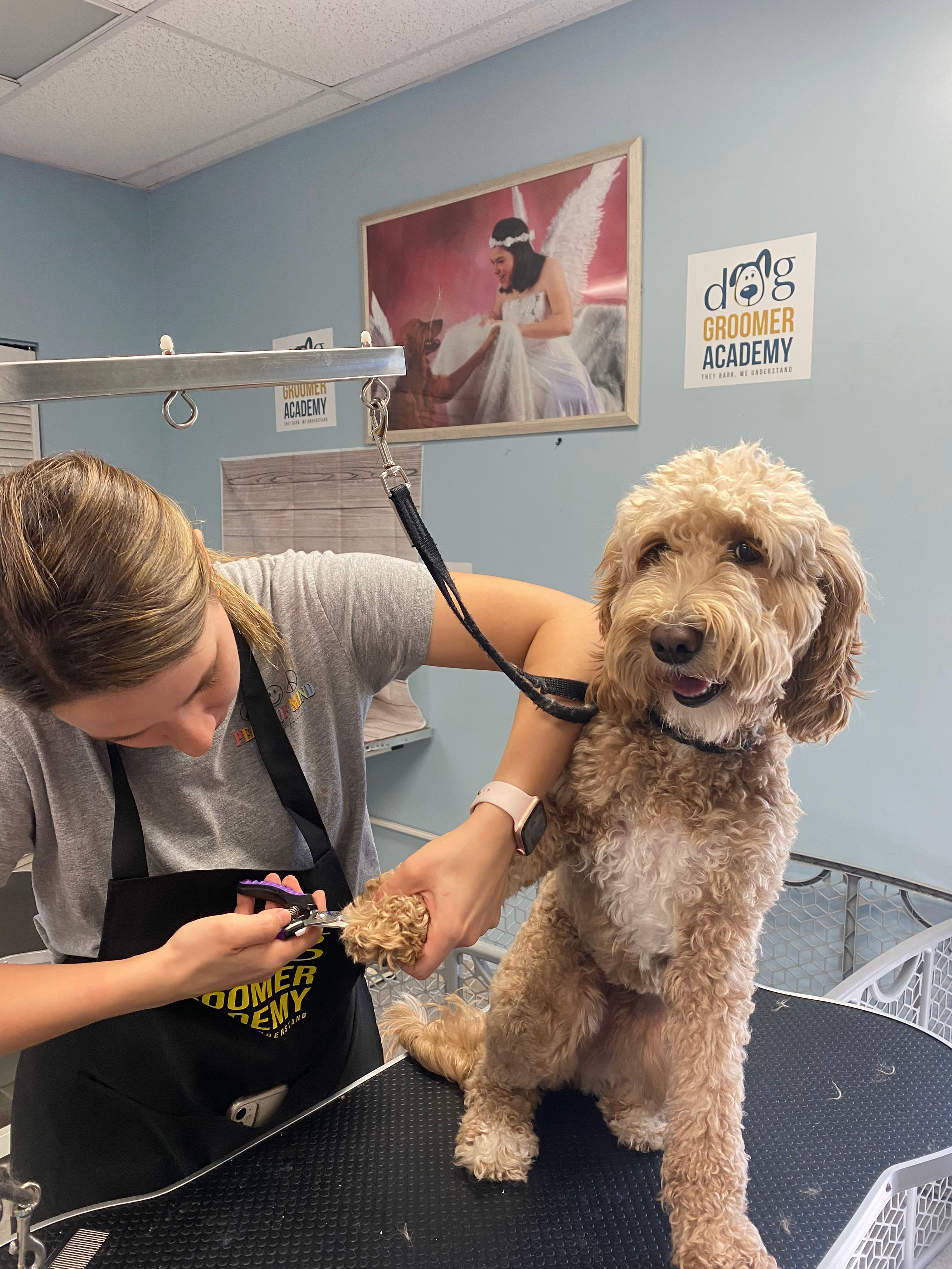 Dog Groomer Academy - Pet groomer in Orlando, FL